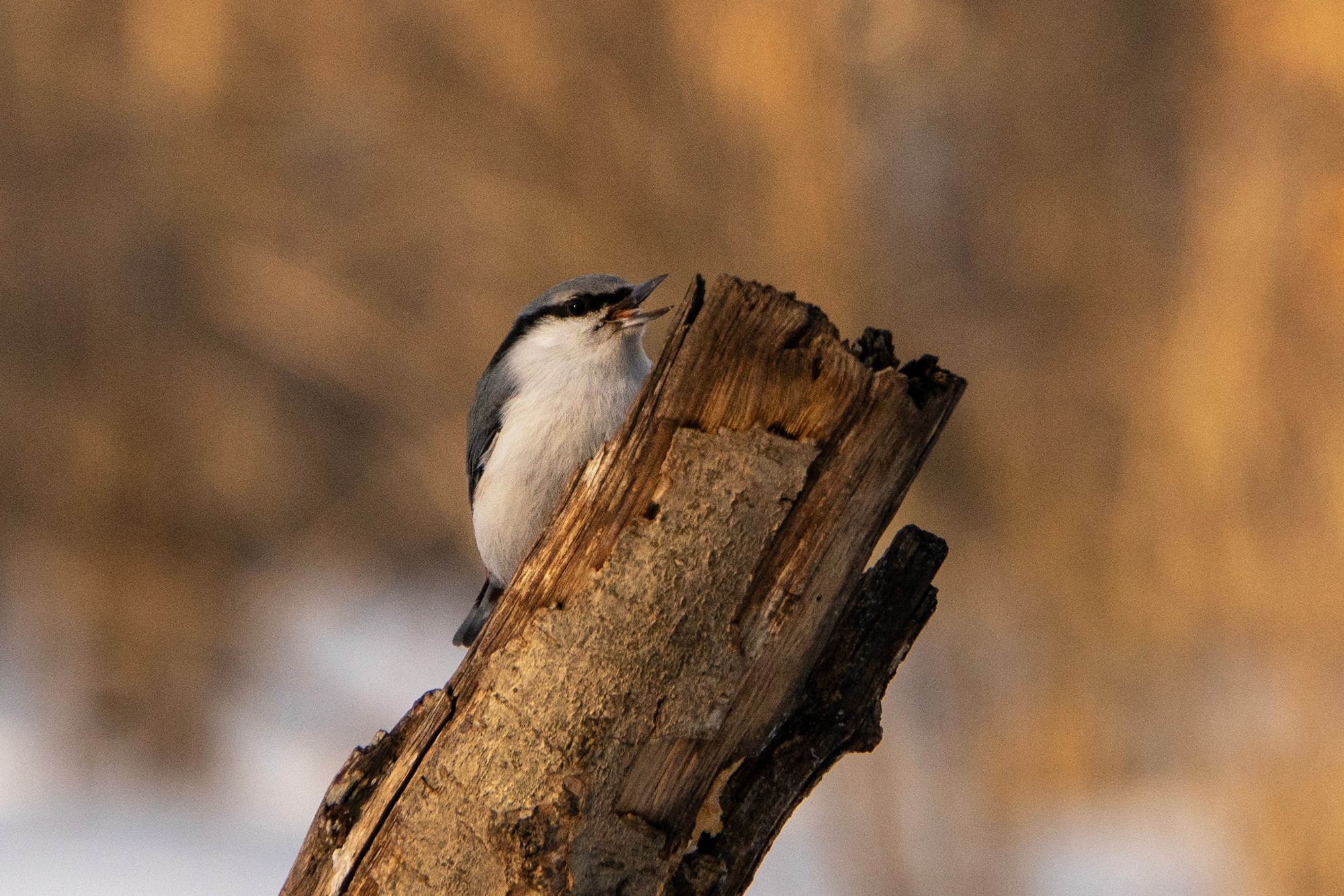 Удивительные мир птиц. Вокруг нас столько прекрасного — присмотритесь!. Ваш личный фотограф Марина Волкова
