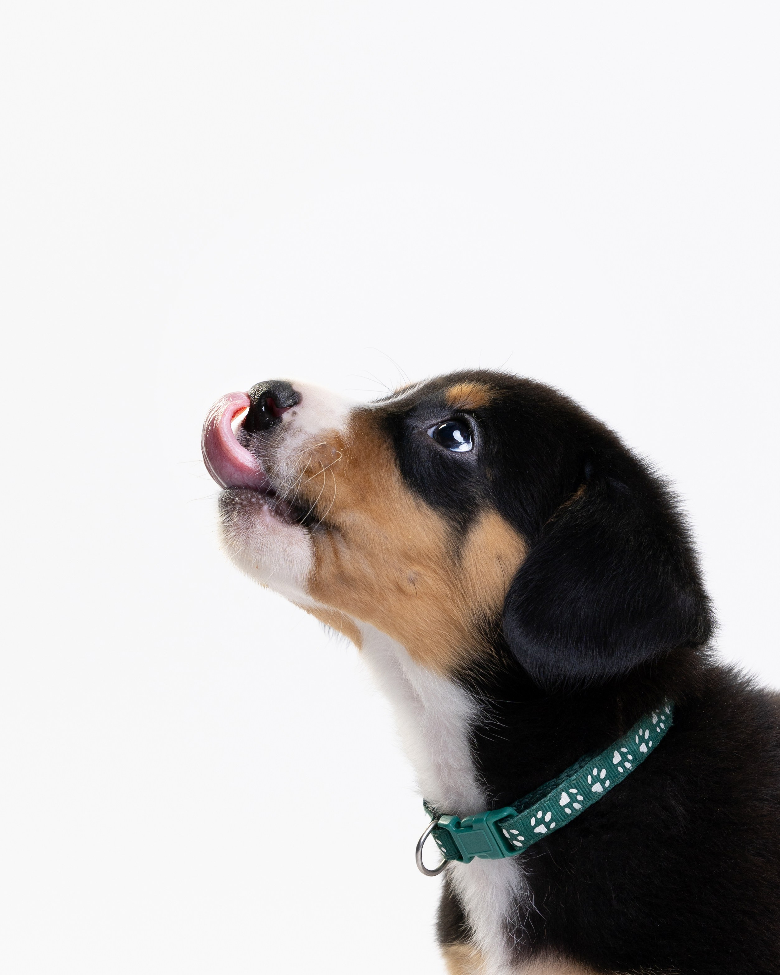 Энтлебухеры. Фотограф анималист Осипчикова Мария