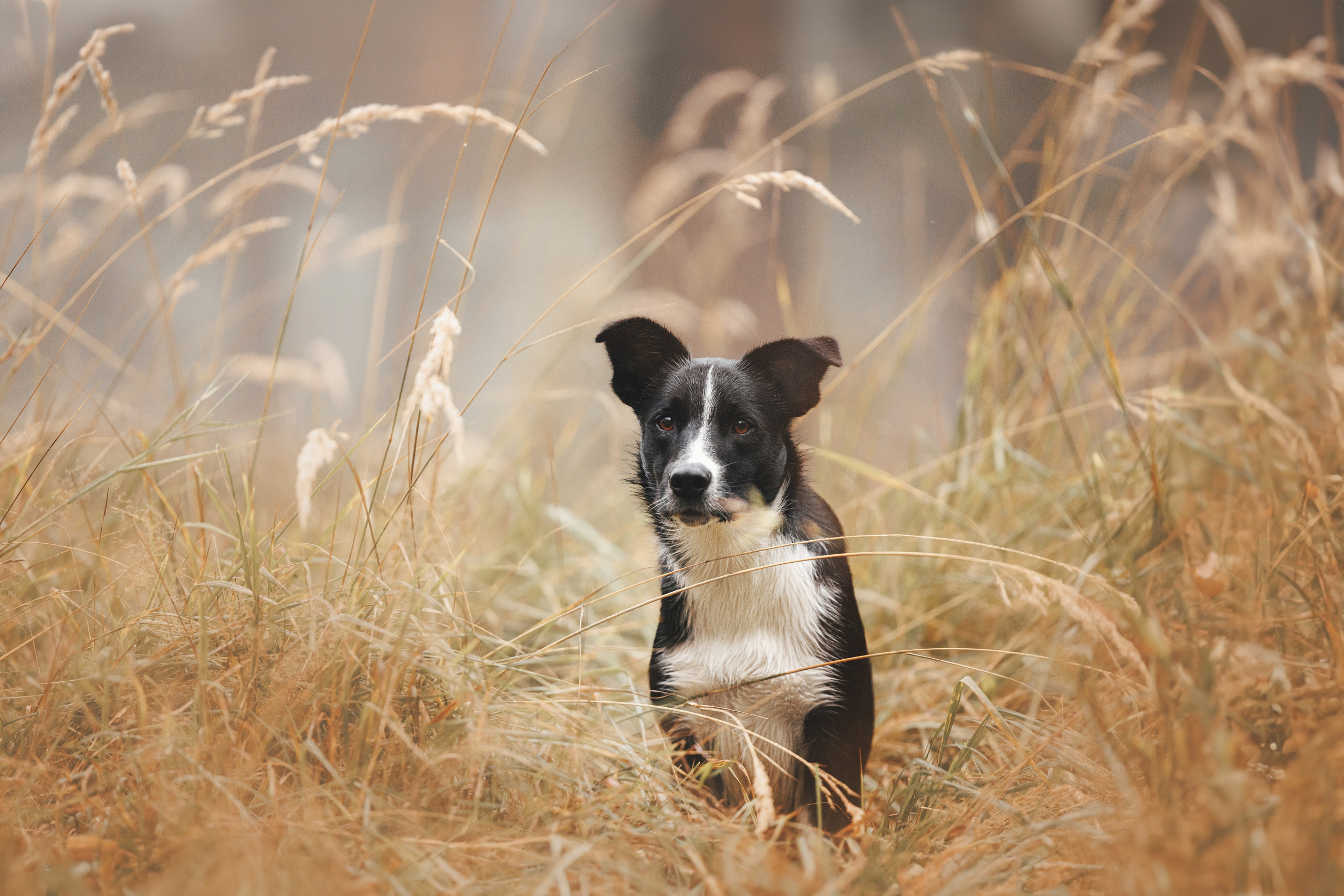Лось. Фотограф анималист Осипчикова Мария