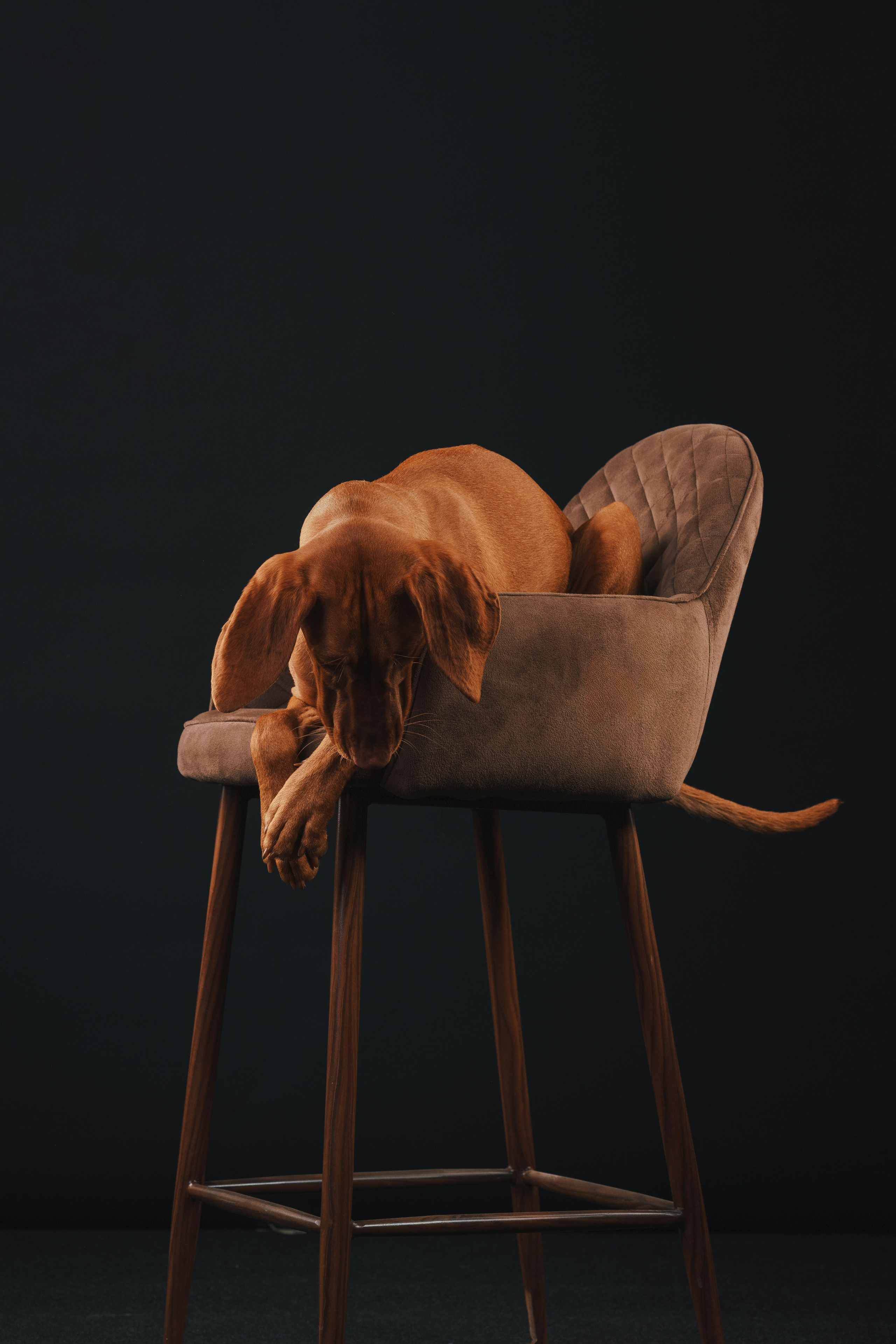 Выжла Гая. Фотограф анималист Осипчикова Мария