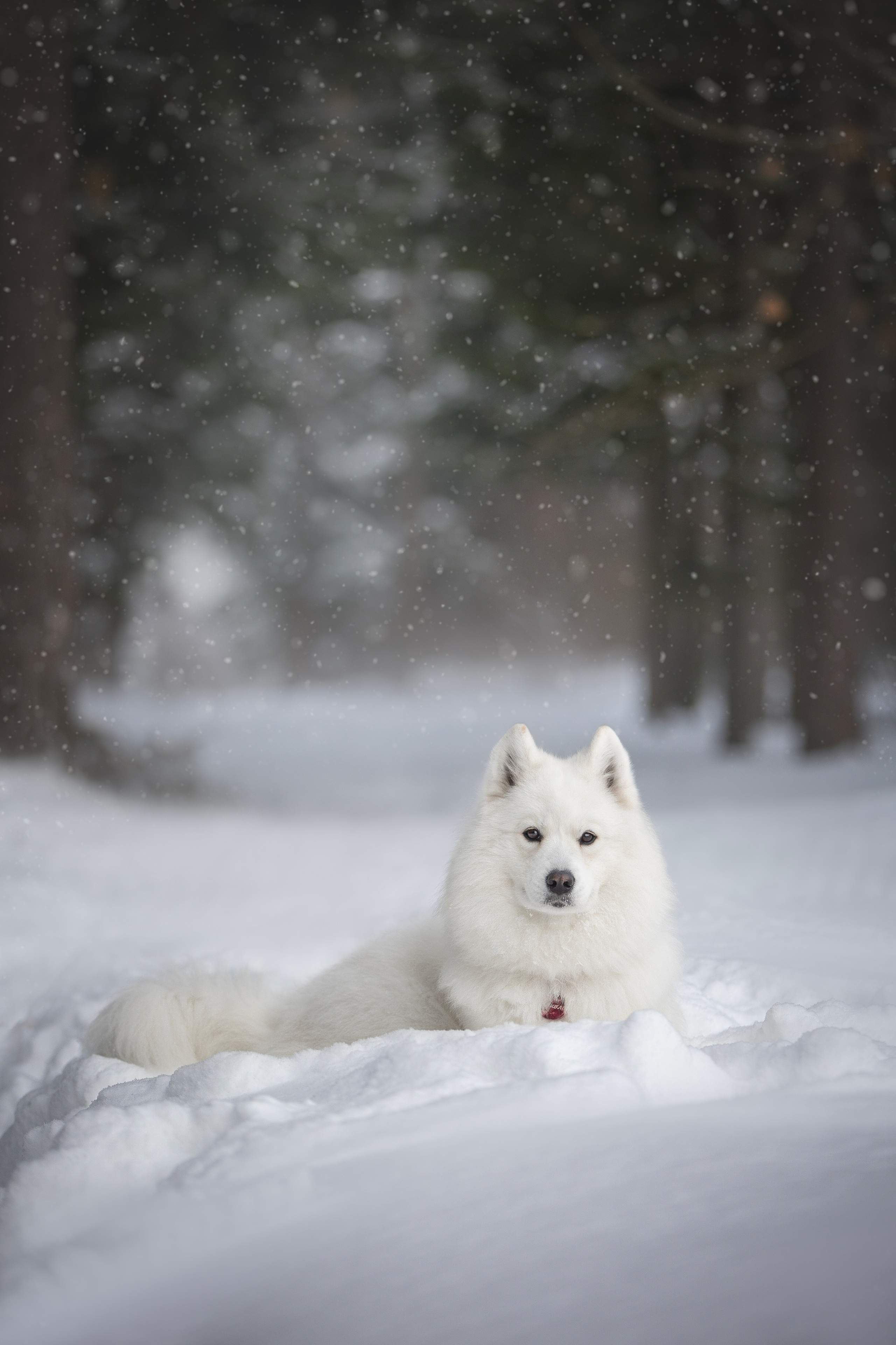 Руби, Николь, Кирилл и Мила. Фотограф анималист в Москве Майорова Евгения