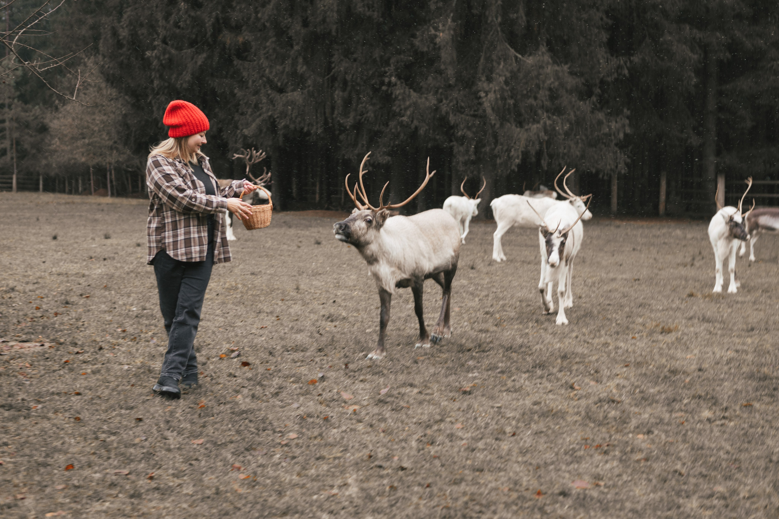 Экспресс с оленями. Свадебный и семейный фотограф Анастасия Багрец