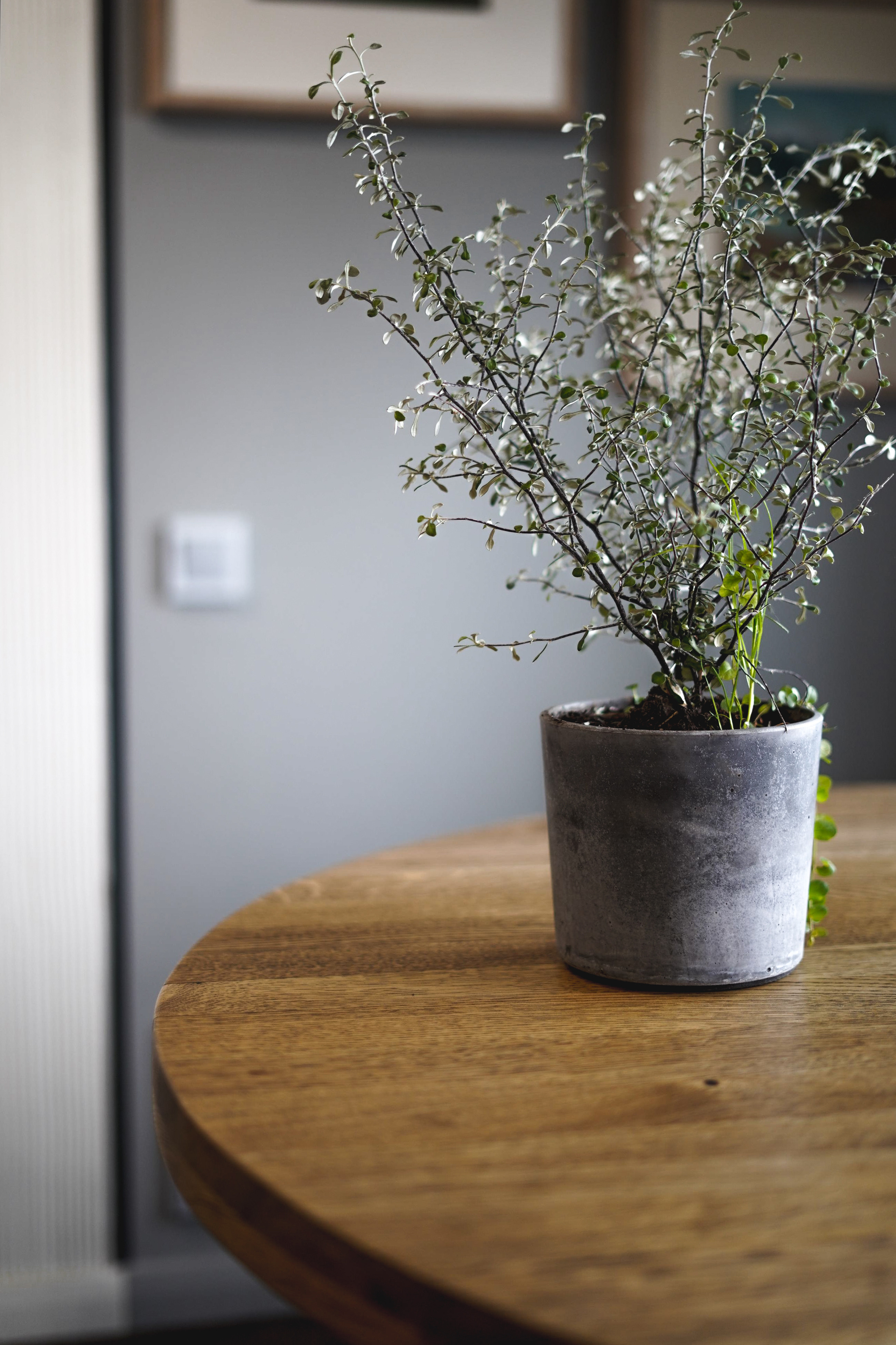 Интерьерная съемка в Москве. Фотограф, оператор, режиссер монтажа в Москве Сюзанна Евсюкова