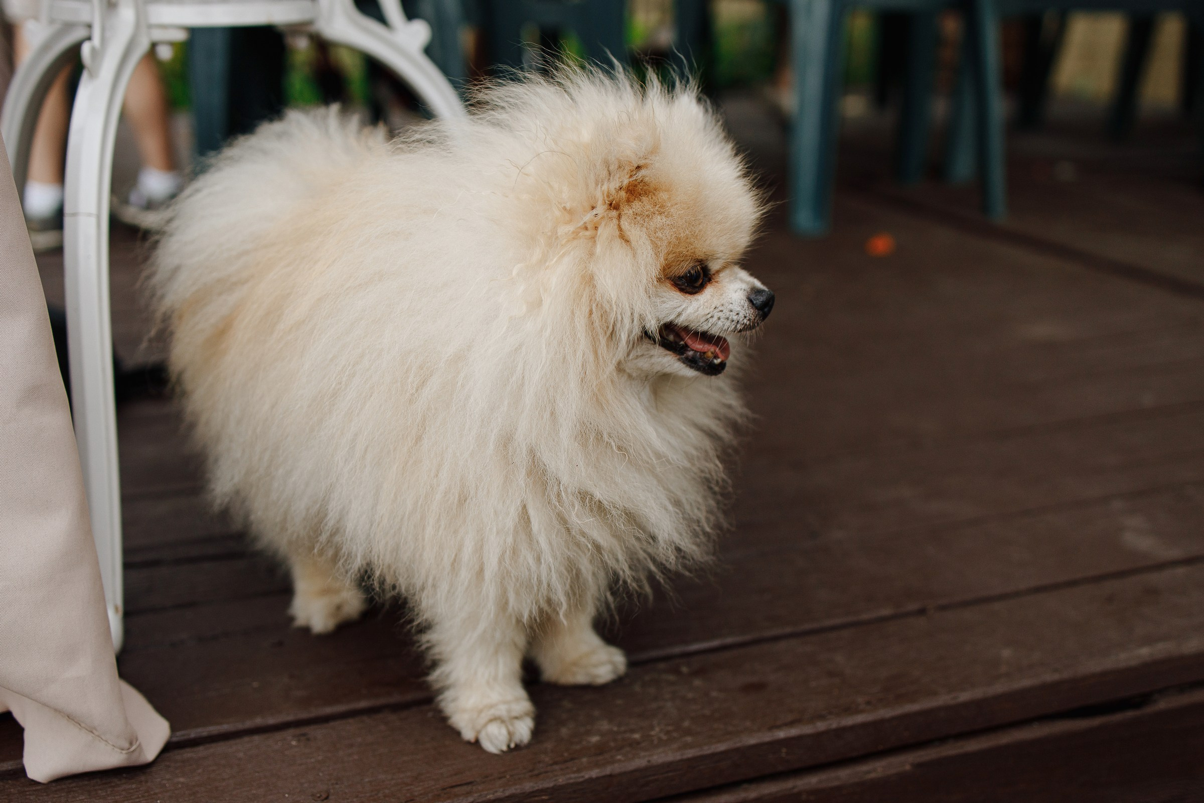 Kids5. Свадебный и репортажный фотограф в Воронеже Сергей Максимов