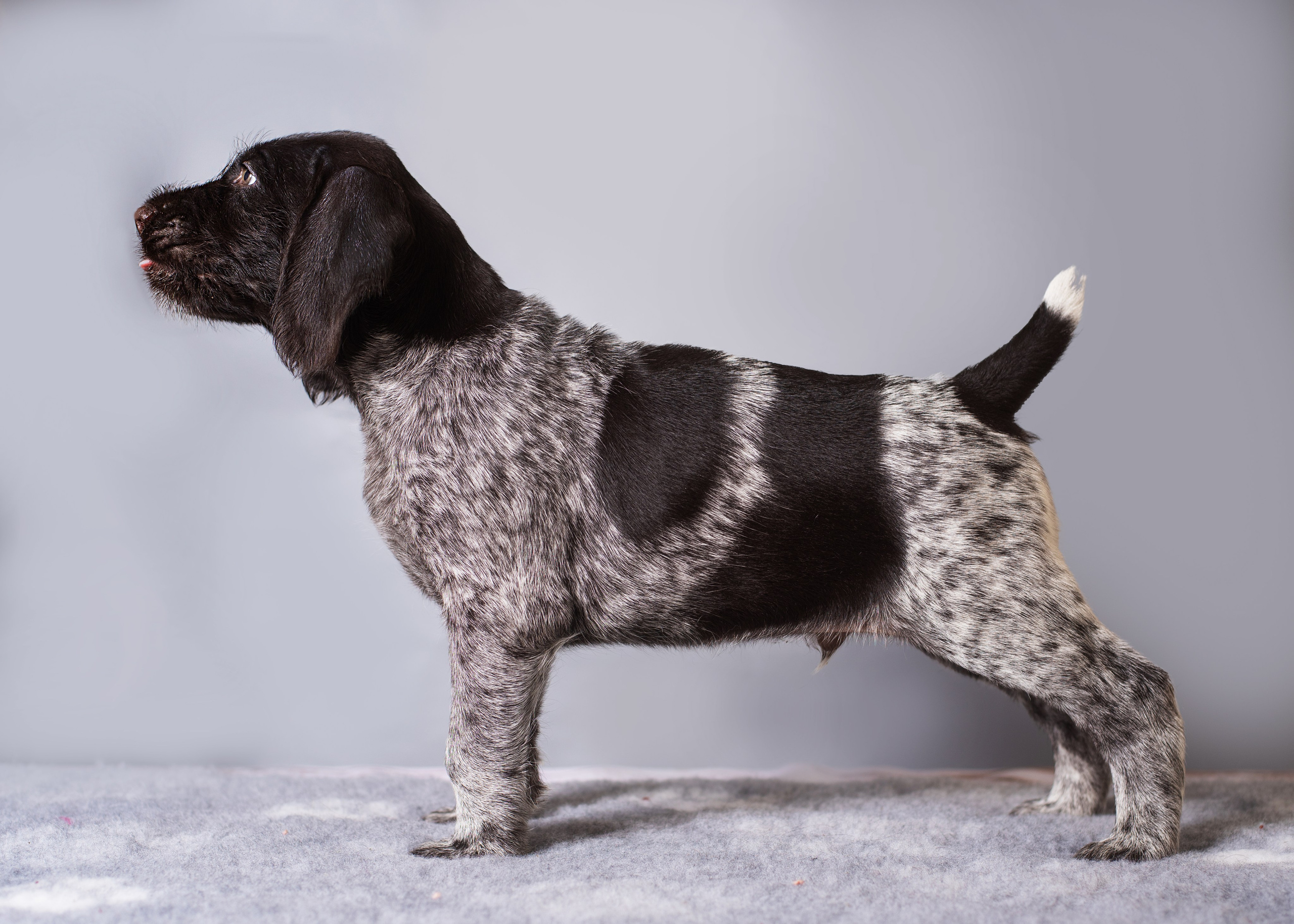 Дратхаарята. Дог-фотограф в Тюмени Александра Королева