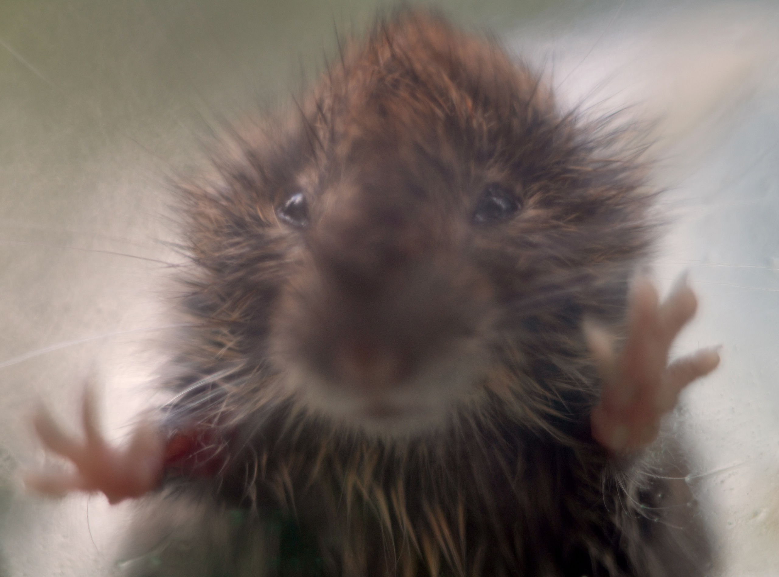 Макро. Фотограф Лагутин Анатолий