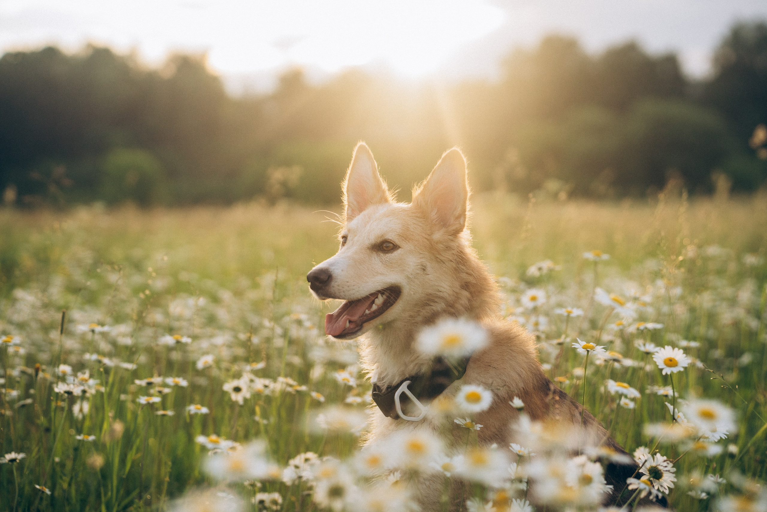 Соня и Кора. Фотограф анималист в Москве и Санкт-Петербурге Свиридова Анна