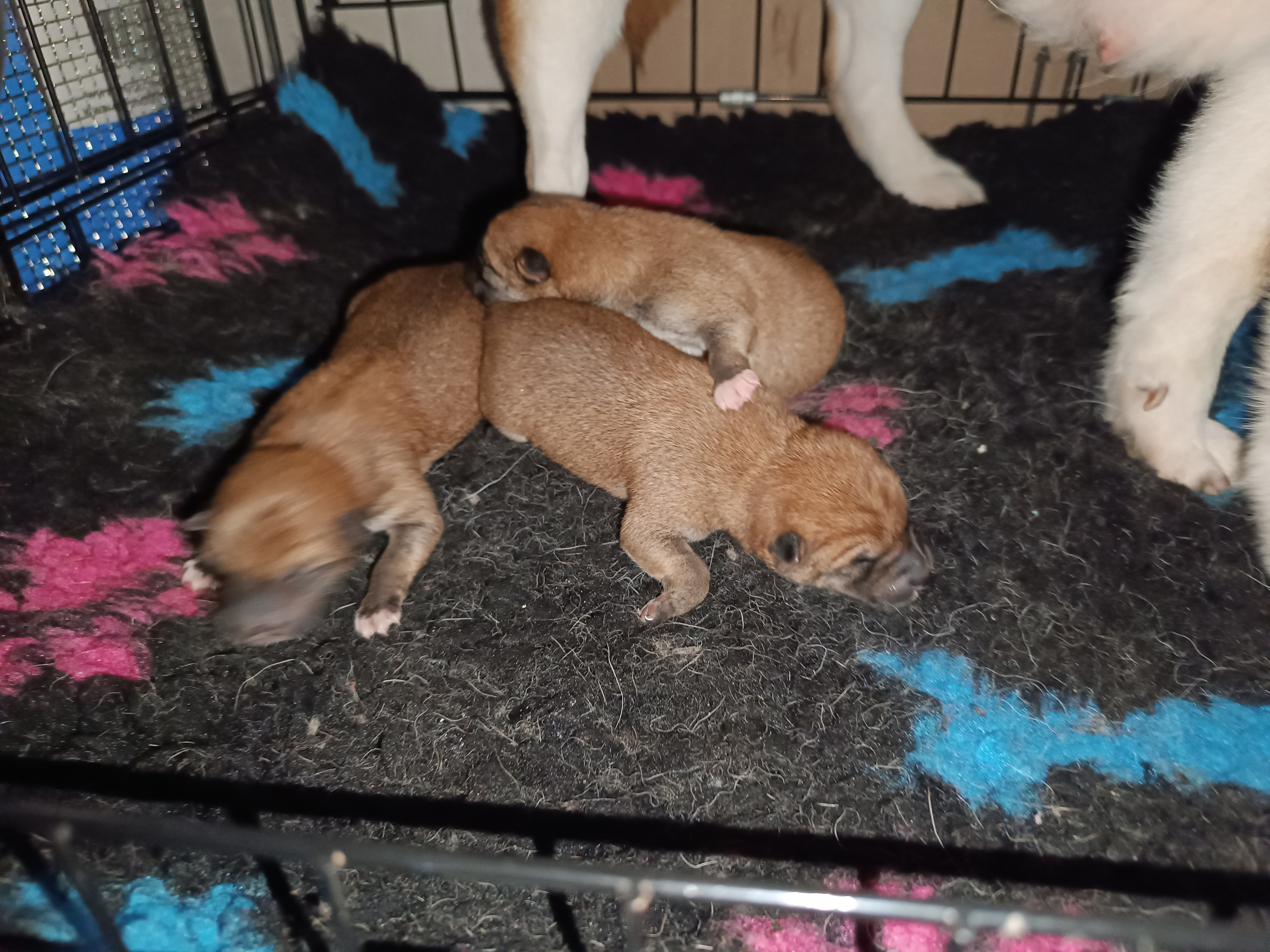 сиба питомник Рубилайт щенки на продажу rubylight  сиба щенки купить СПб Санкт-Петербург 