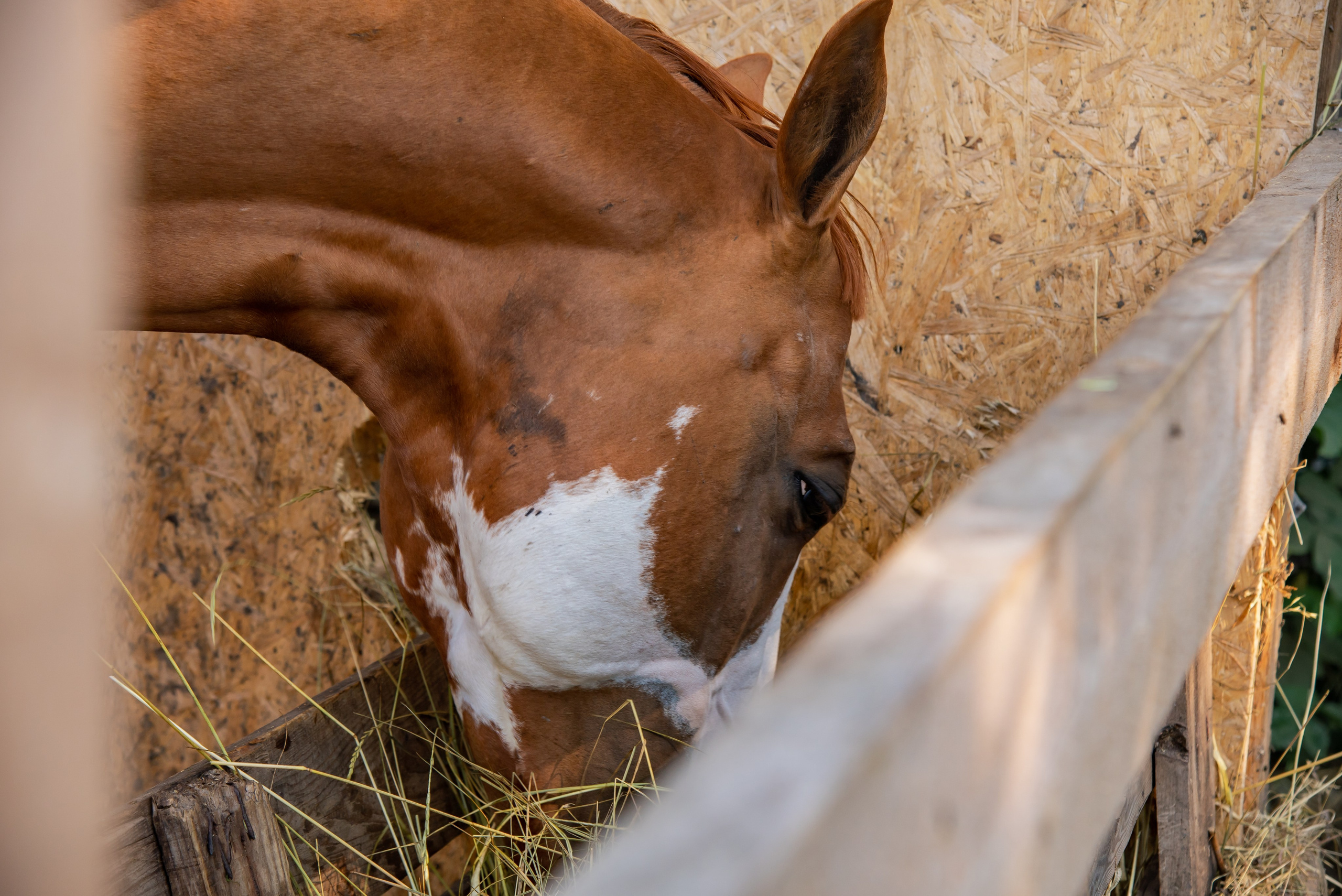 Конная прогулка. Фотограф Галина Нестерова