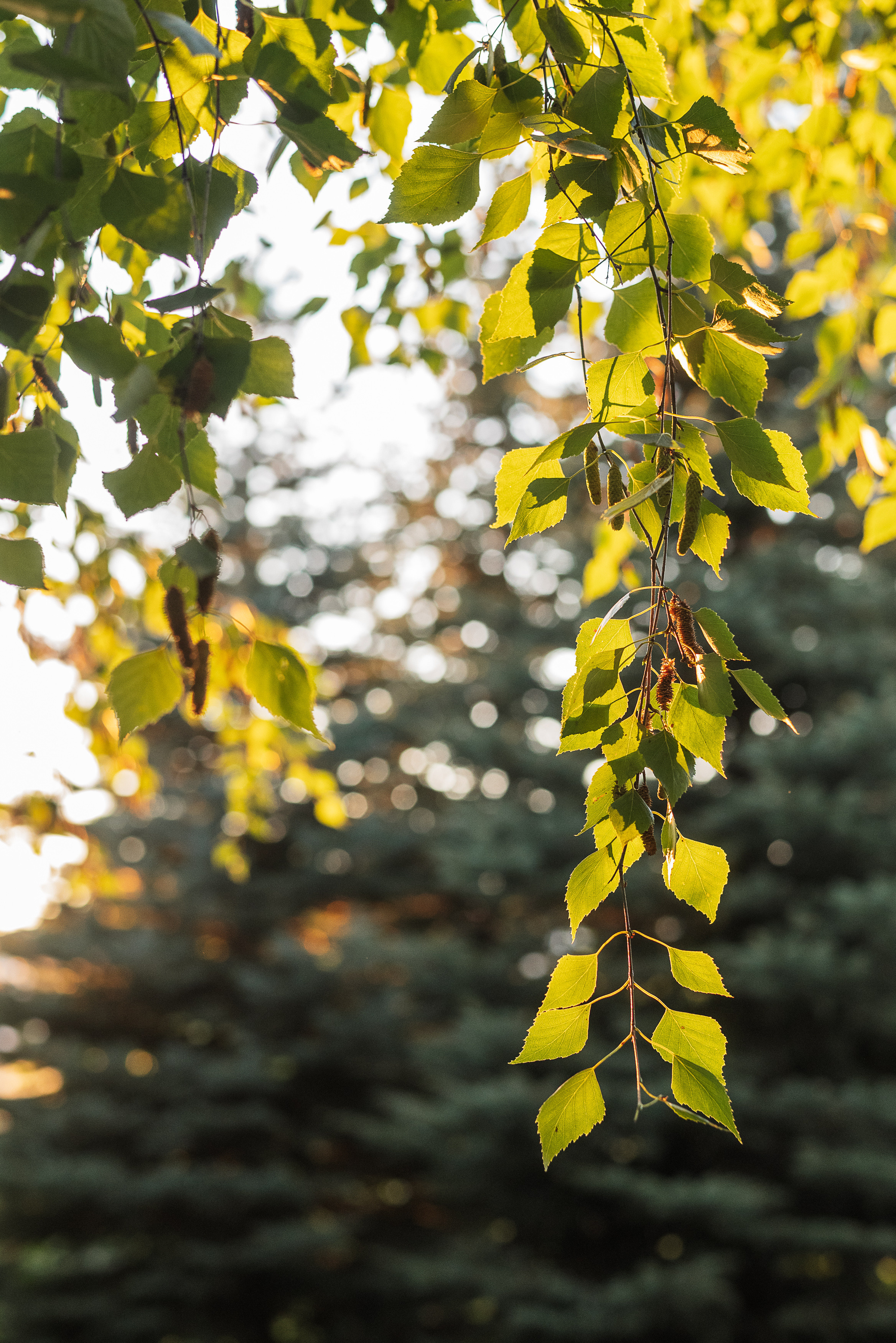 День рождения Лео. Романова Светлана — семейный и женский фотограф в городе Казань