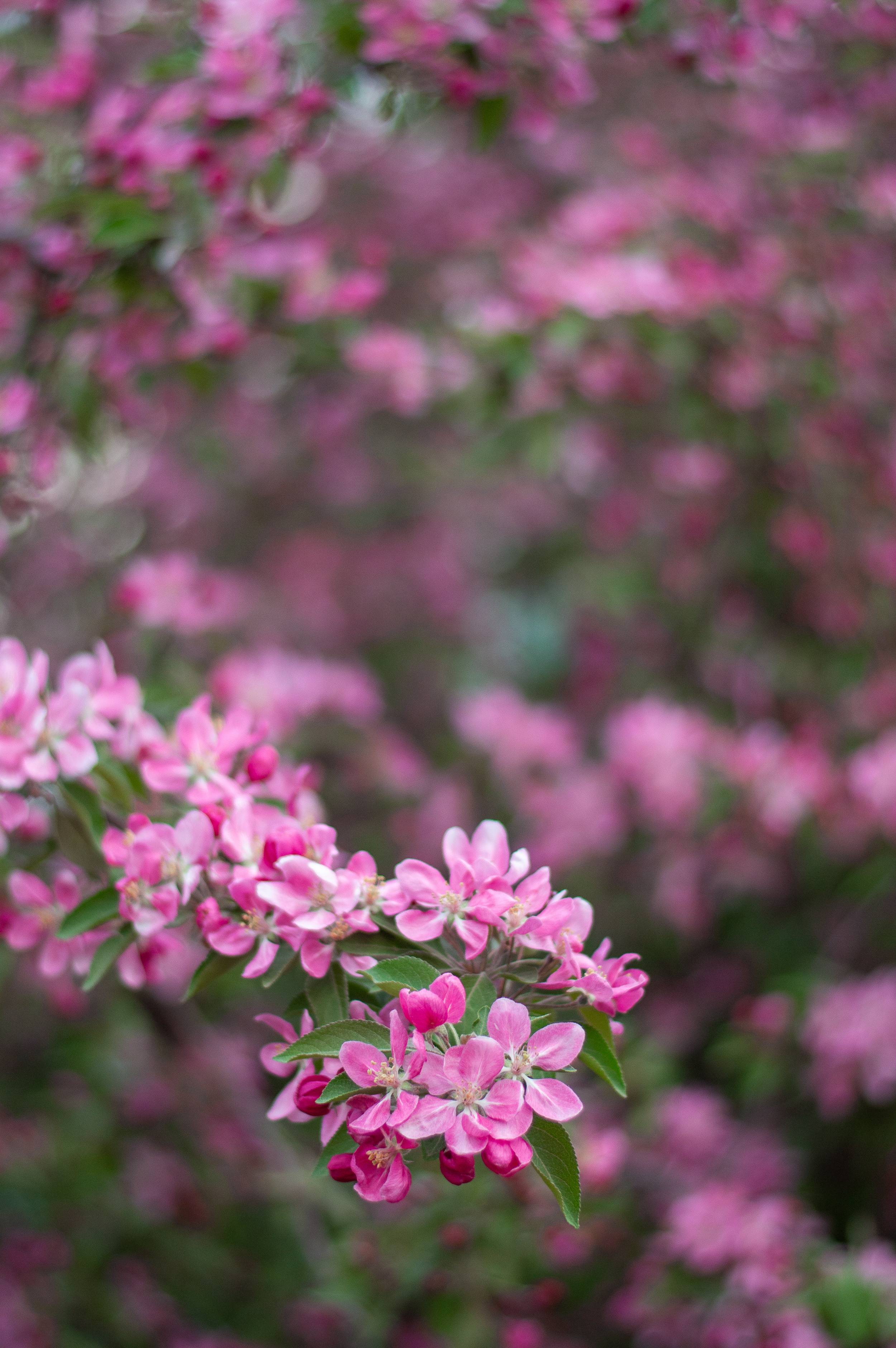 Гузель. Романова Светлана — семейный и женский фотограф в городе Казань