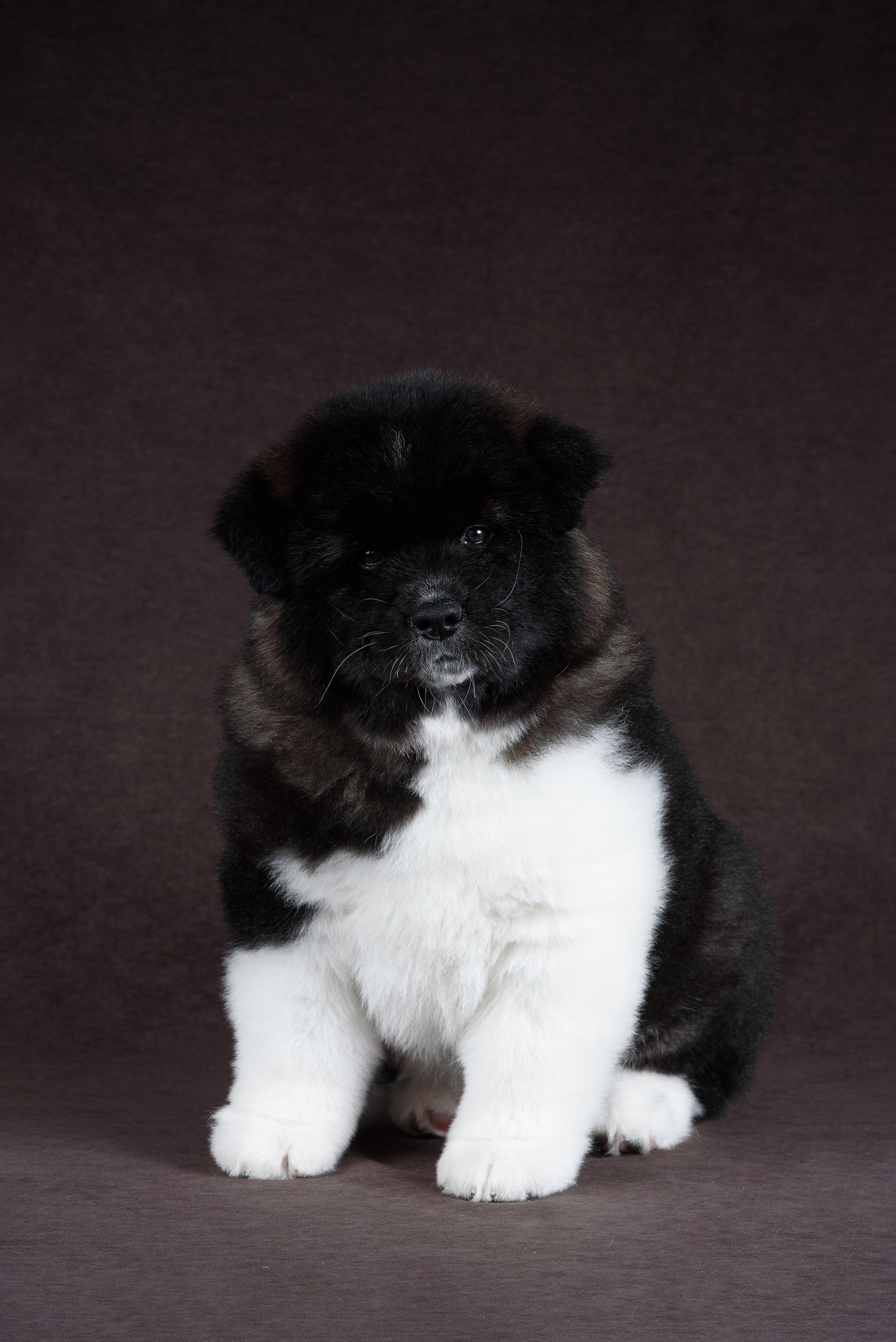 Щенки Американской Акиты (GRAND AMAK) Цезарь и Ника — 15.03.2024. Фотограф — Анималист | Анна Абрамова