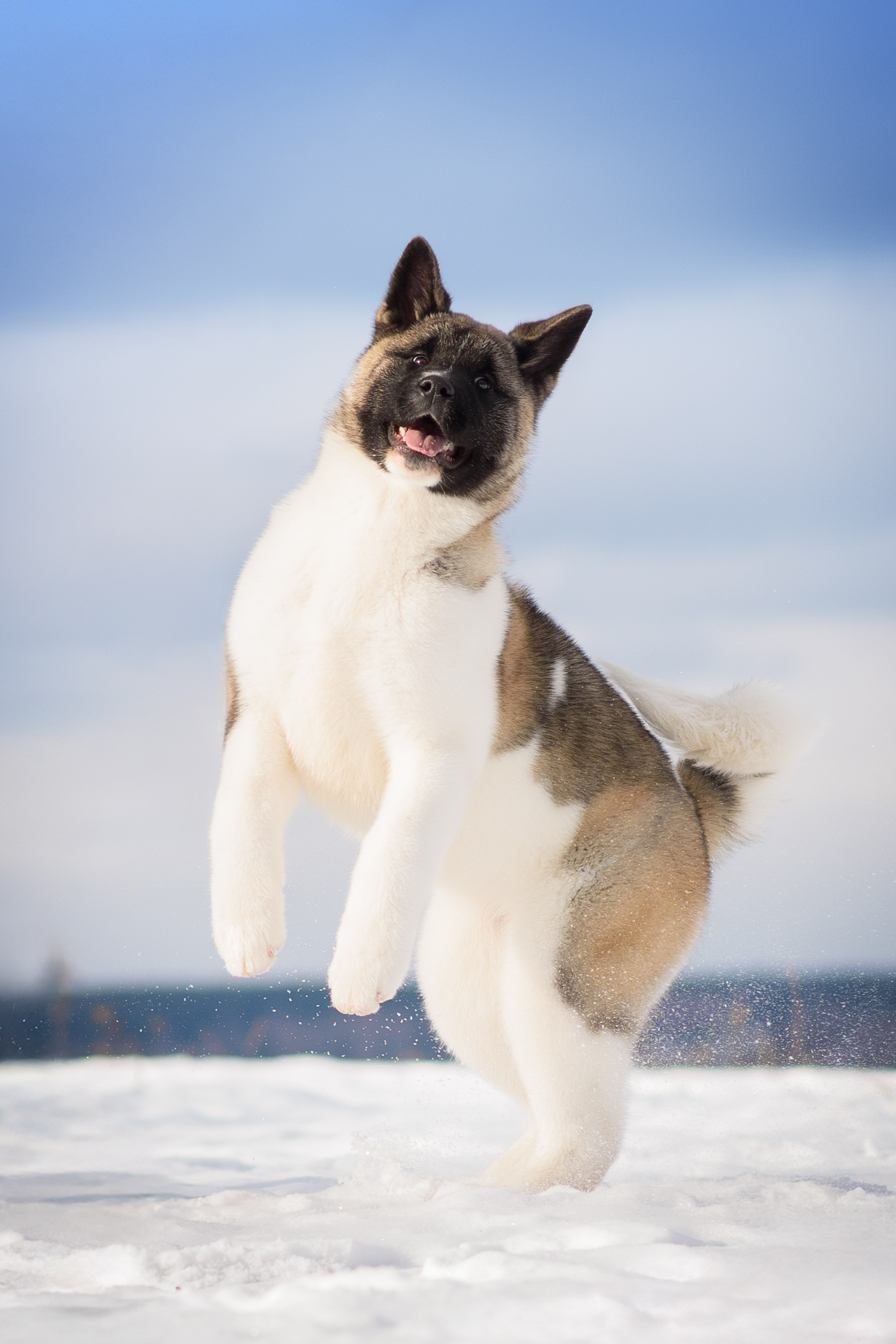 Эльза — 17.02.2025. Фотограф — Анималист | Анна Абрамова