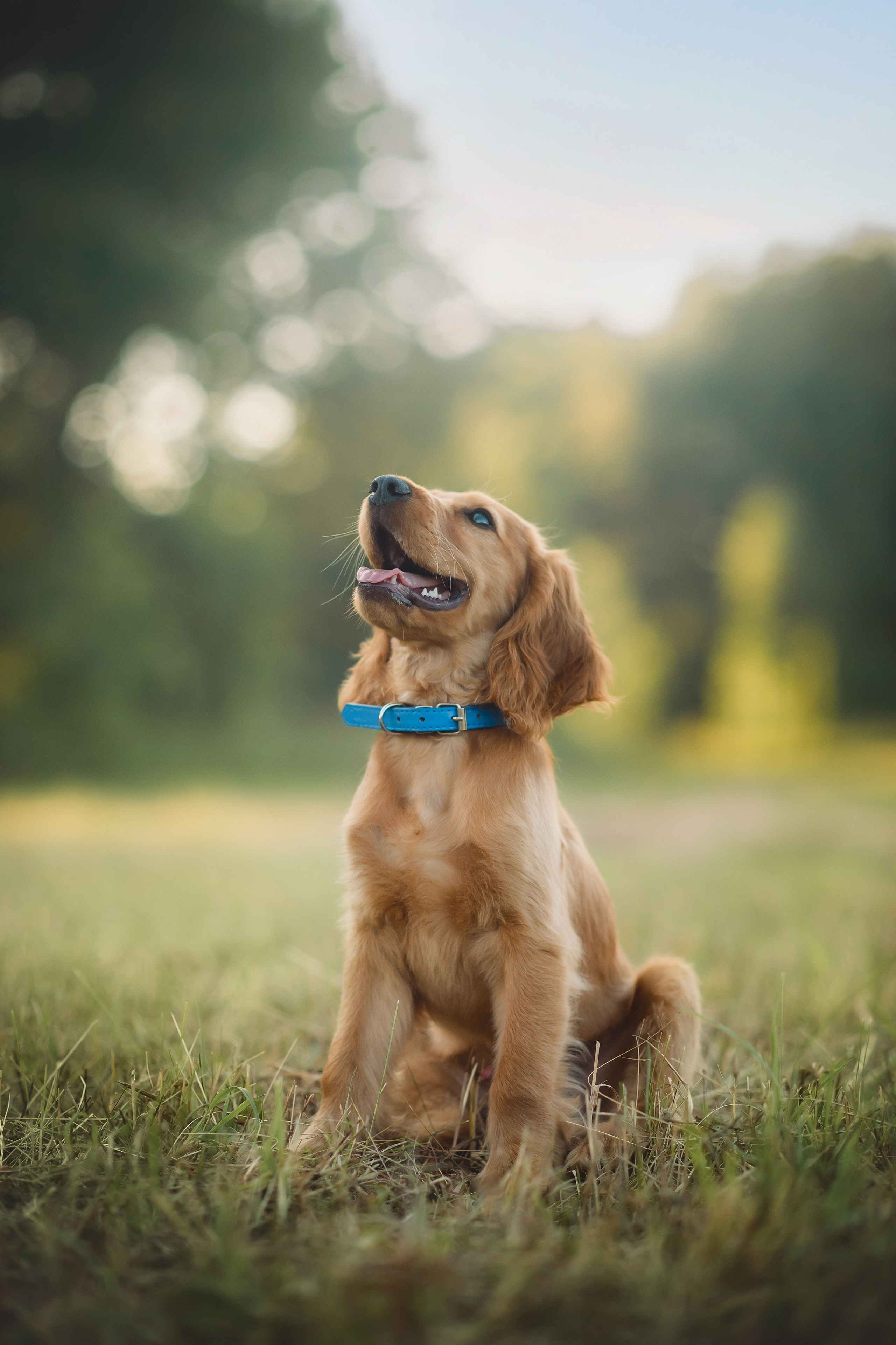 Наташа, Агата, Назар и Август — 17.07.2025. Фотограф — Анималист | Анна Абрамова