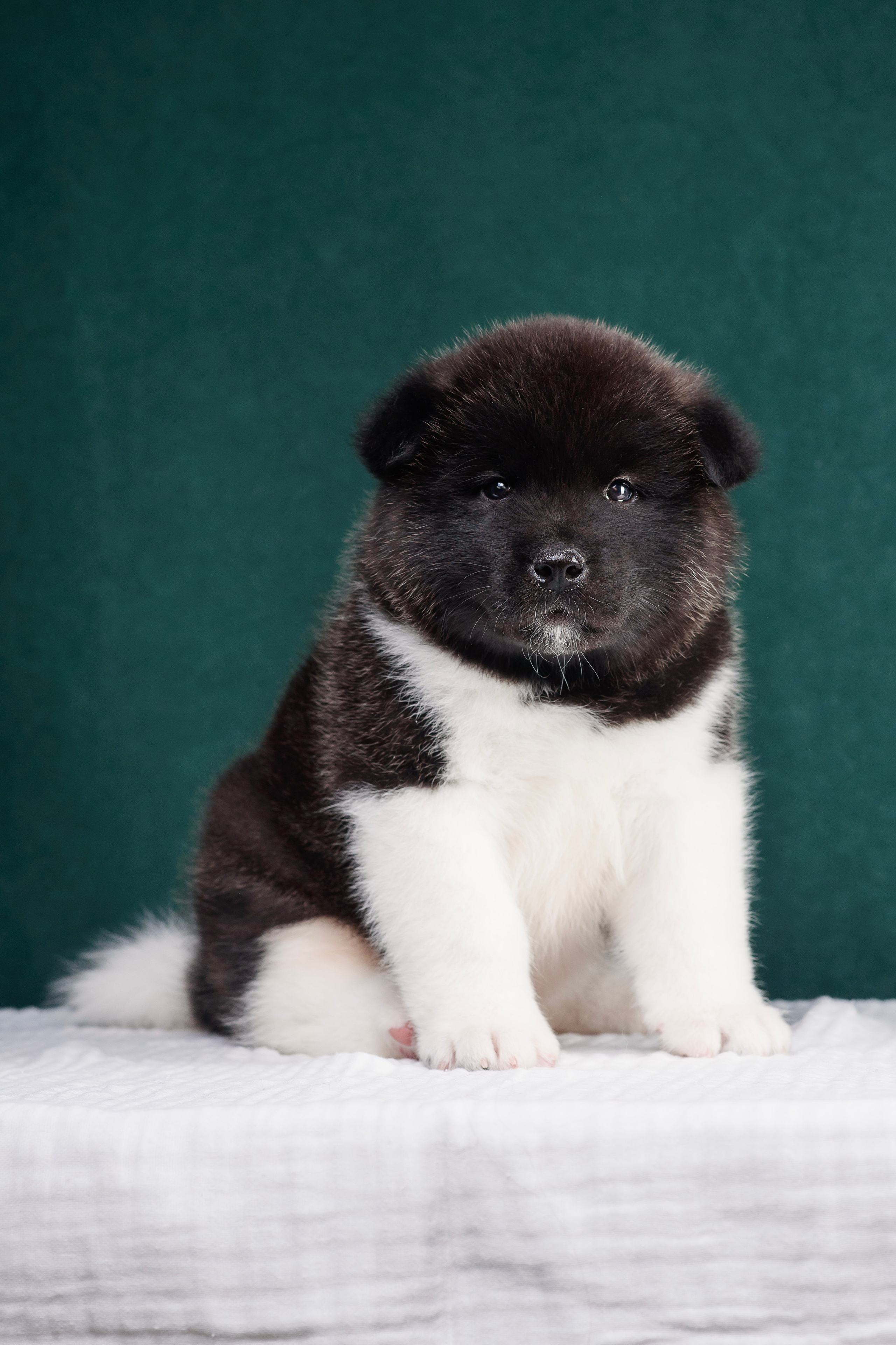 Щенки Американской Акиты. Фотограф — Анималист | Анна Абрамова