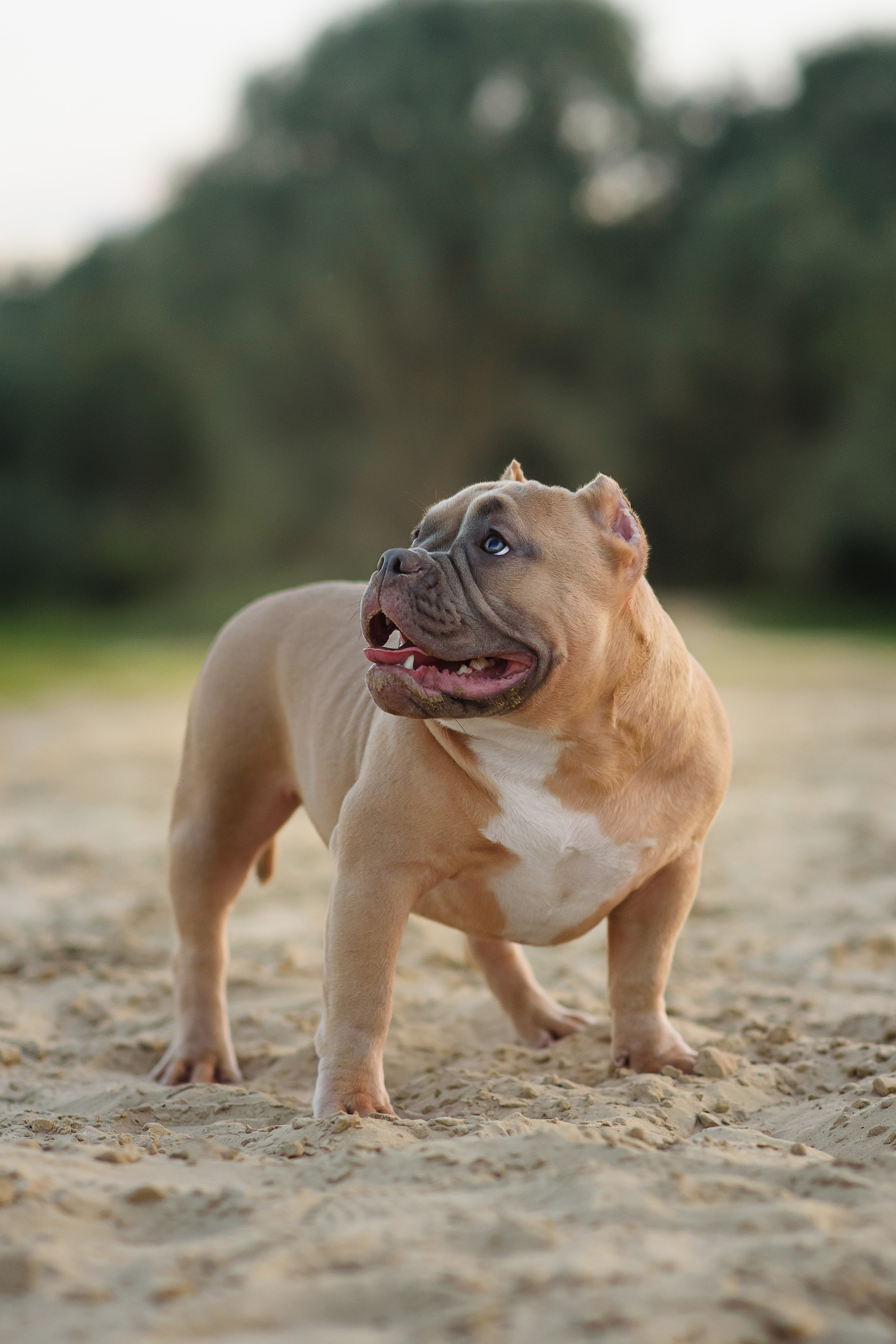 Аляска — Амбулли — 23.08.2024. Фотограф — Анималист | Анна Абрамова