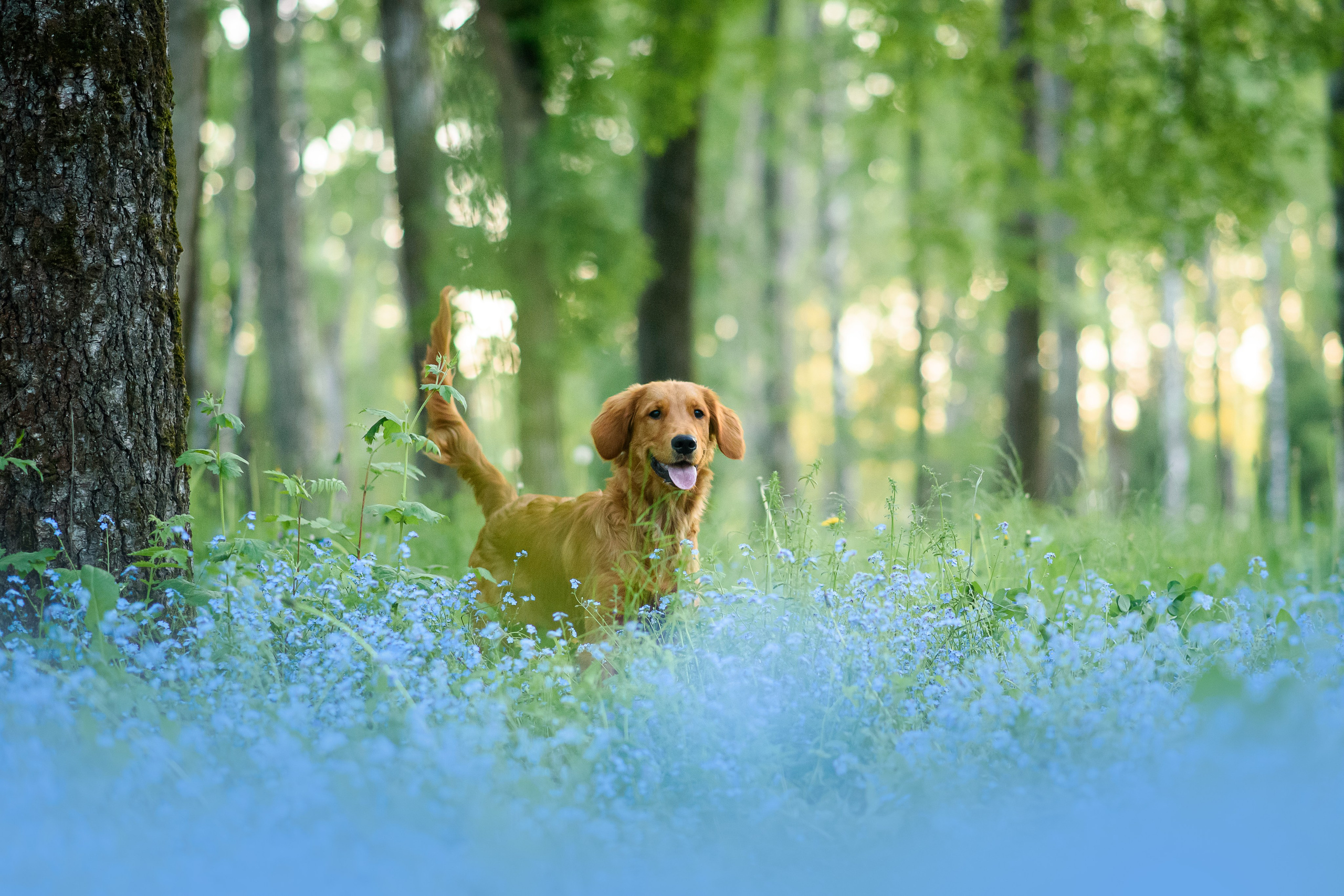 Степа, Йоки и Мята — 29.05.2024. Фотограф — Анималист | Анна Абрамова