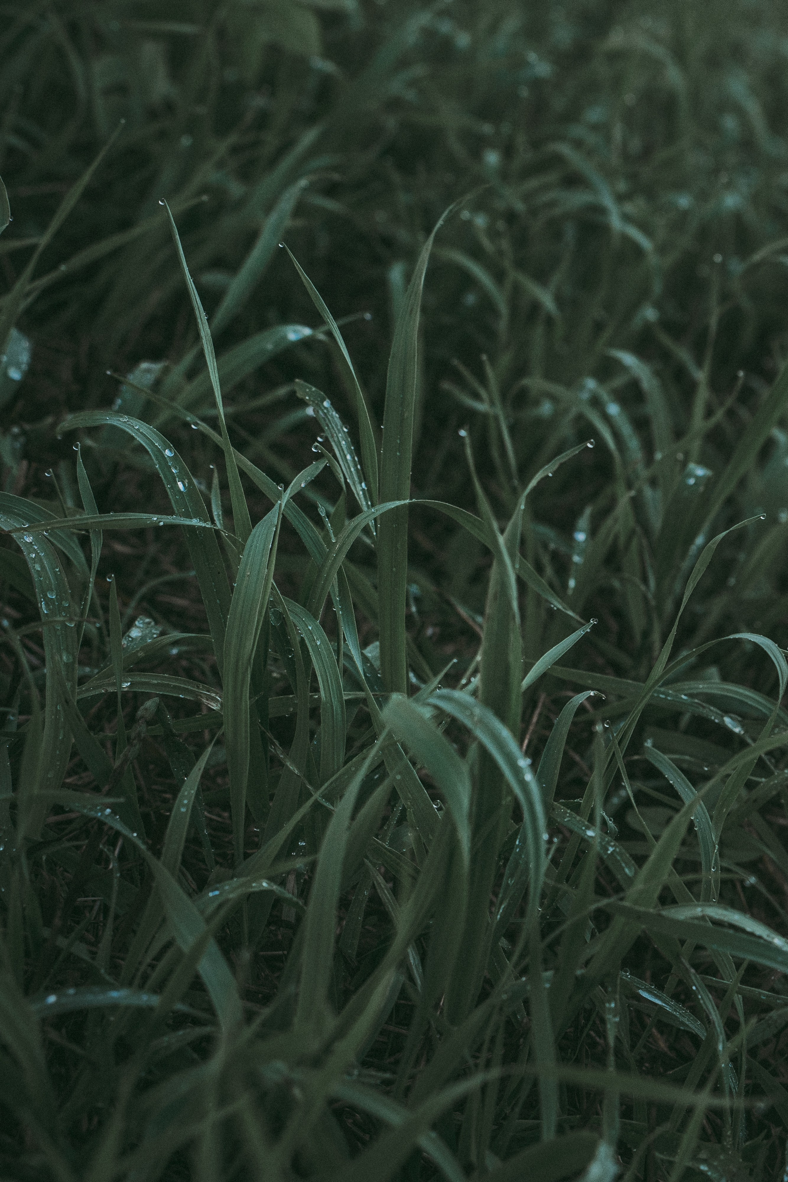 Мария и Джесси. Фотограф анималист в Москве и Санкт-Петербурге Свиридова Анна