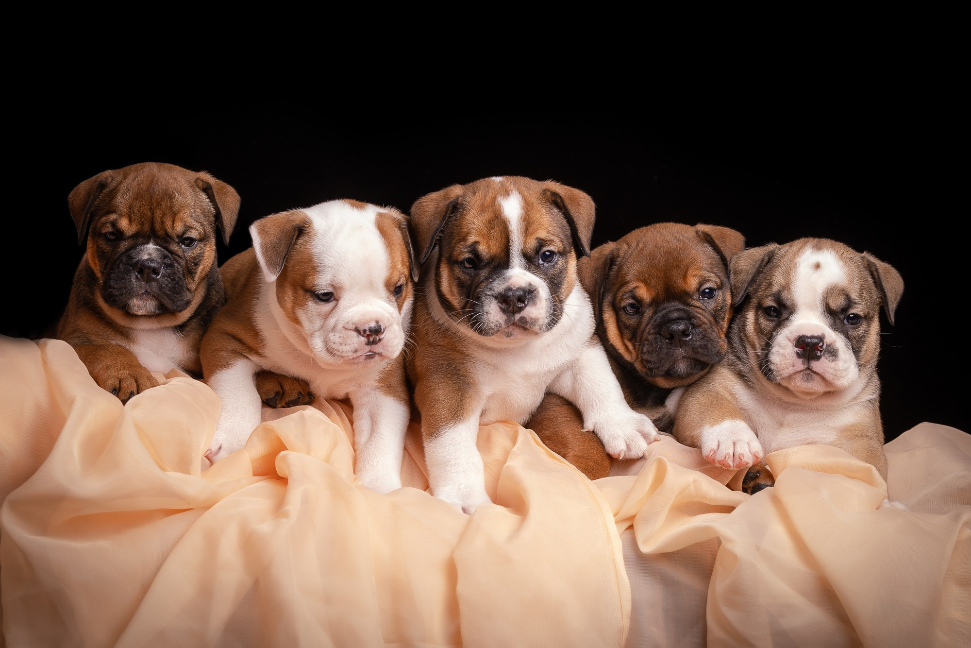 Фотосъёмки щенков. Фотограф-анималист Natalia Deingel | Фотосъемка собак в Москве