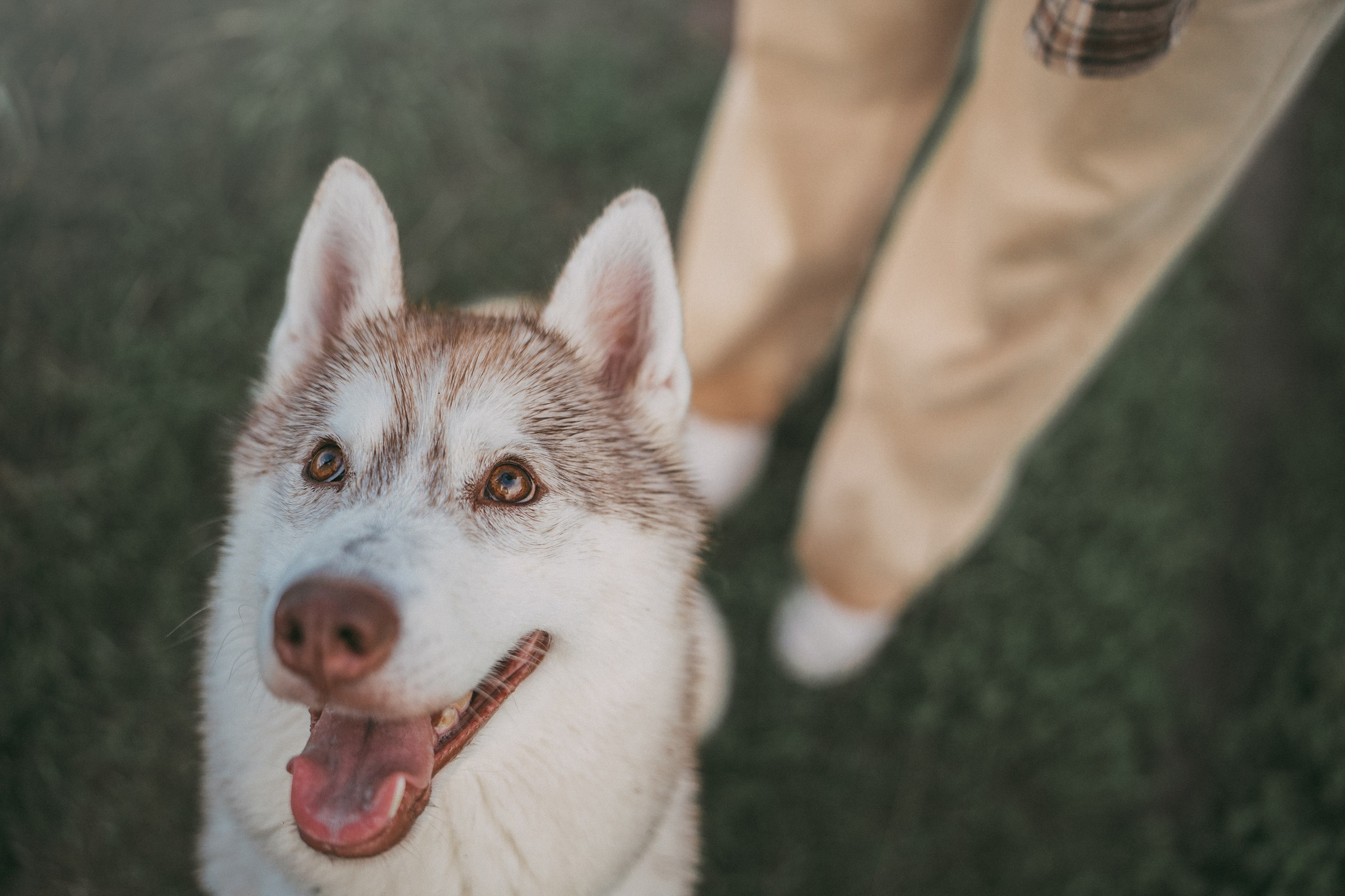 Мария и Джесси. Фотограф анималист в Москве и Санкт-Петербурге Свиридова Анна