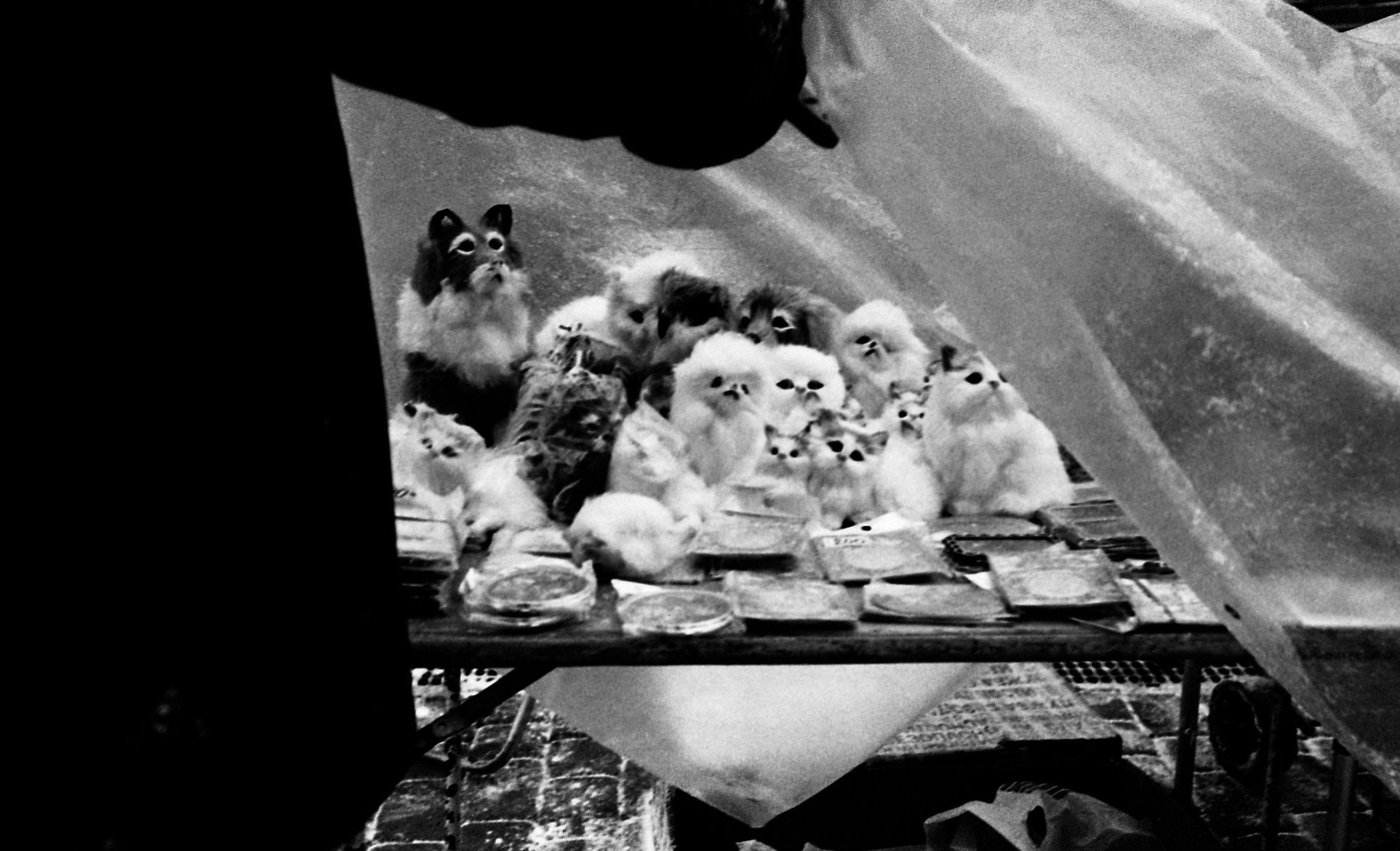 Nizhniy Novgorod, Russia. Elena Nikitina. Photo Artist. Film photography. Prints