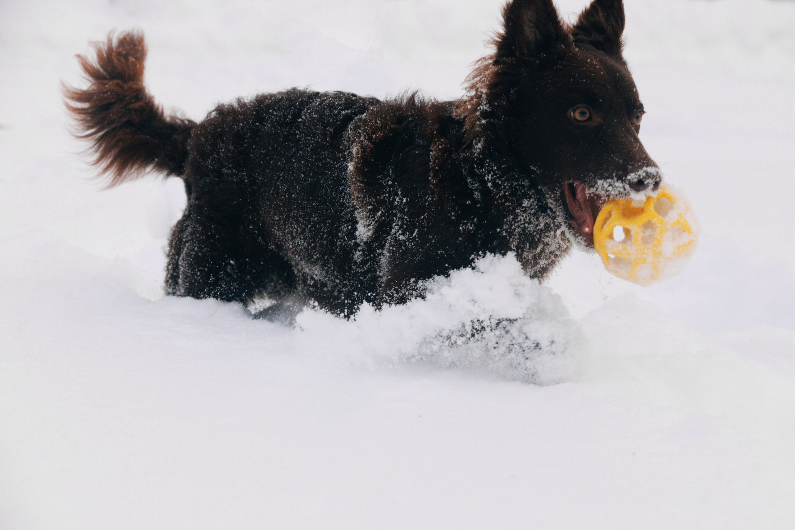 Соня и Персей в Нескучном саду. Фотограф анималист Кристина Карпова, Москва