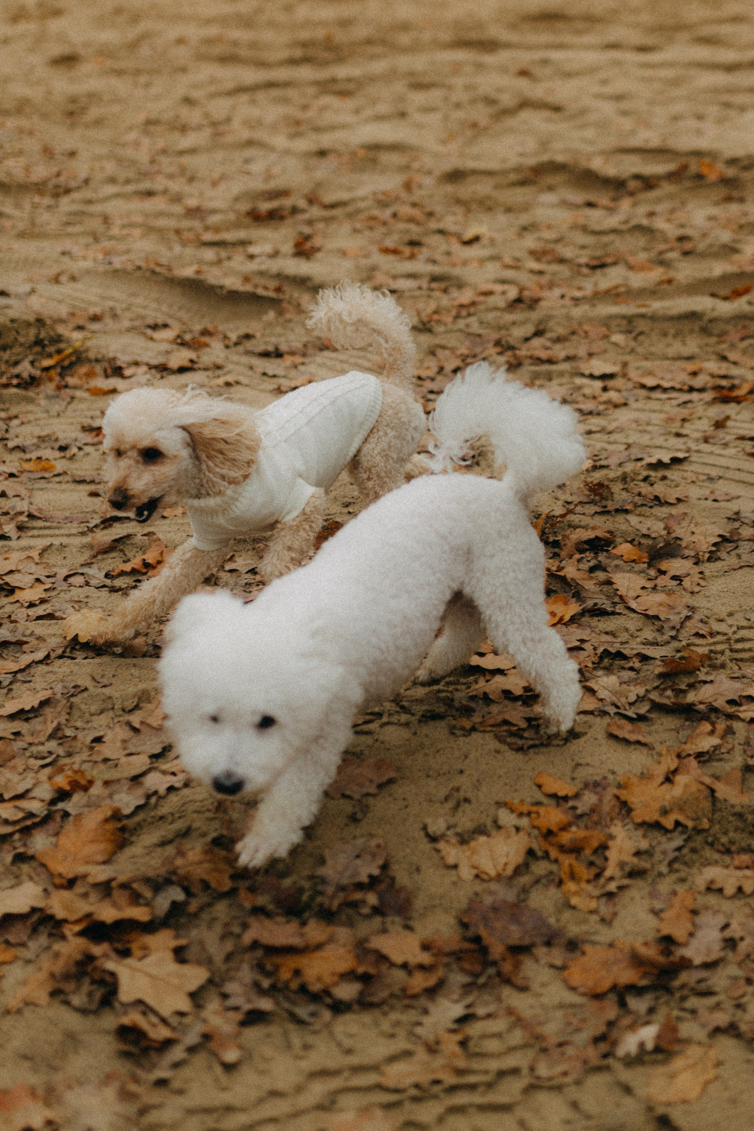 Лена & Миша. Фотограф НОГИНСК, Москва, Анастасия Белая