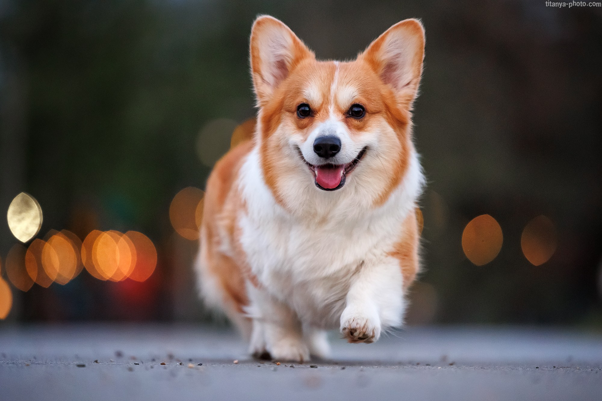 Корги Тесла. Фотограф собак, фотограф-анималист Аня Титова (Titanya). Москва