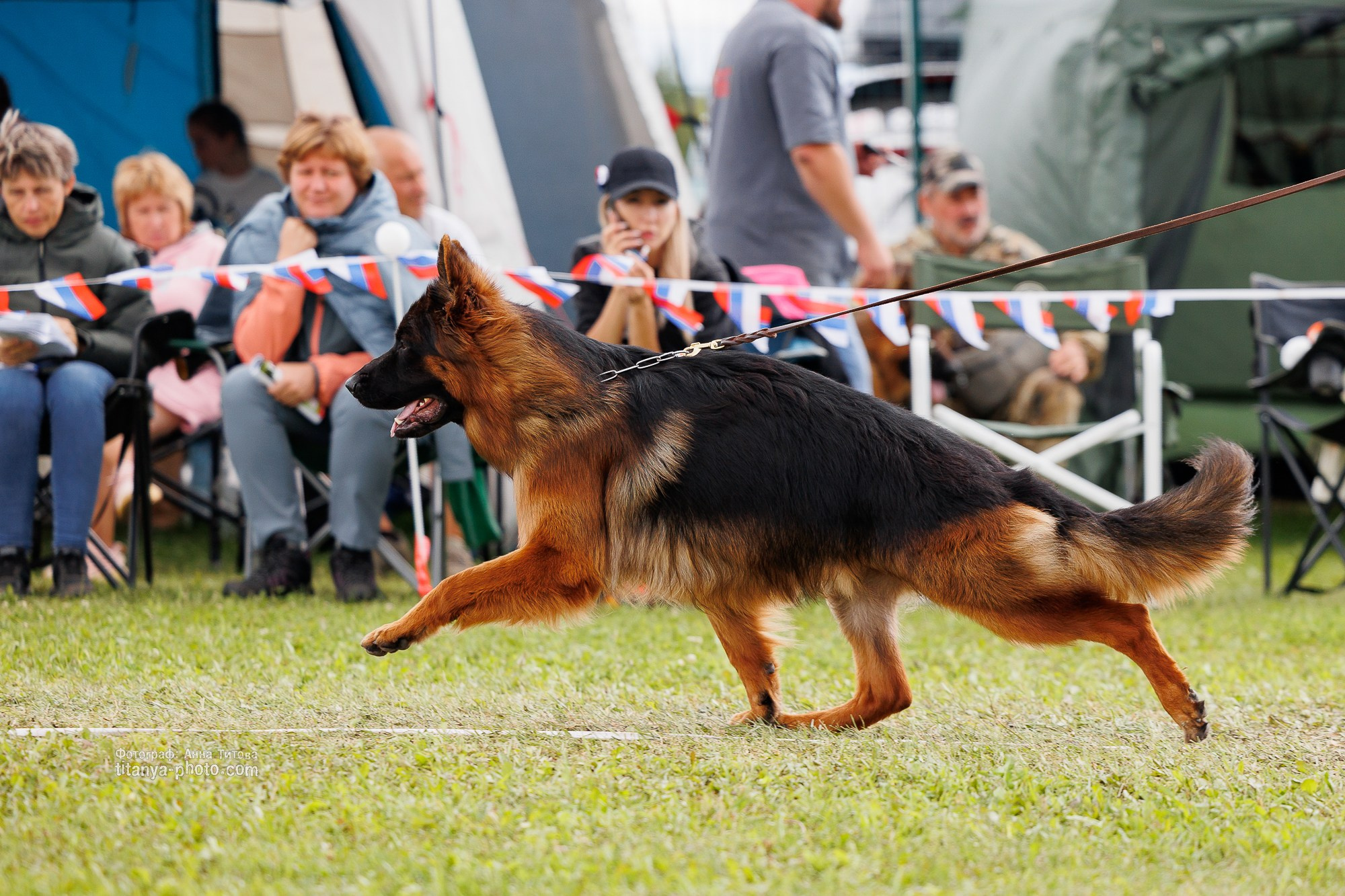 Немецкие овчарки: фото из рингов и вне ринга, мутпроба (фотографии с выставок). Фотограф собак, фотограф-анималист Аня Титова (Titanya). Москва