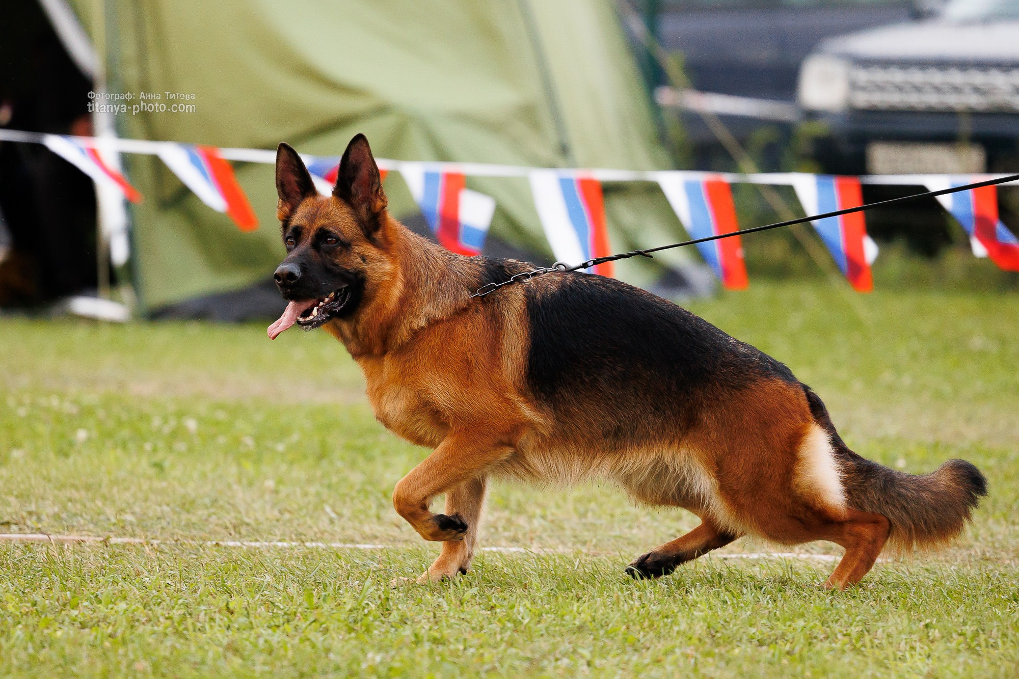 Немецкие овчарки: фото из рингов и вне ринга, мутпроба (фотографии с выставок). Фотограф собак, фотограф-анималист Аня Титова (Titanya). Москва