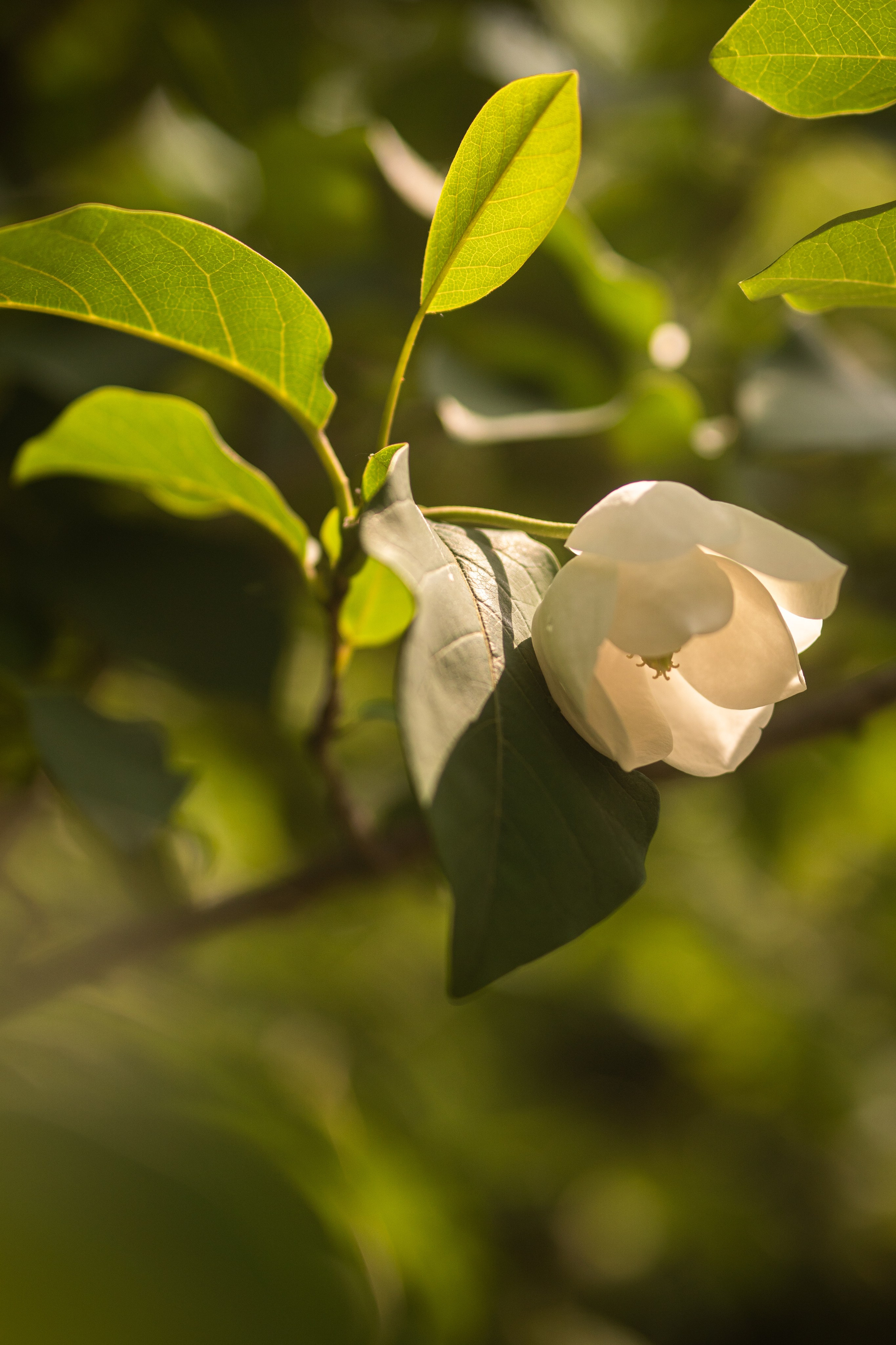 Цветок белой магнолии