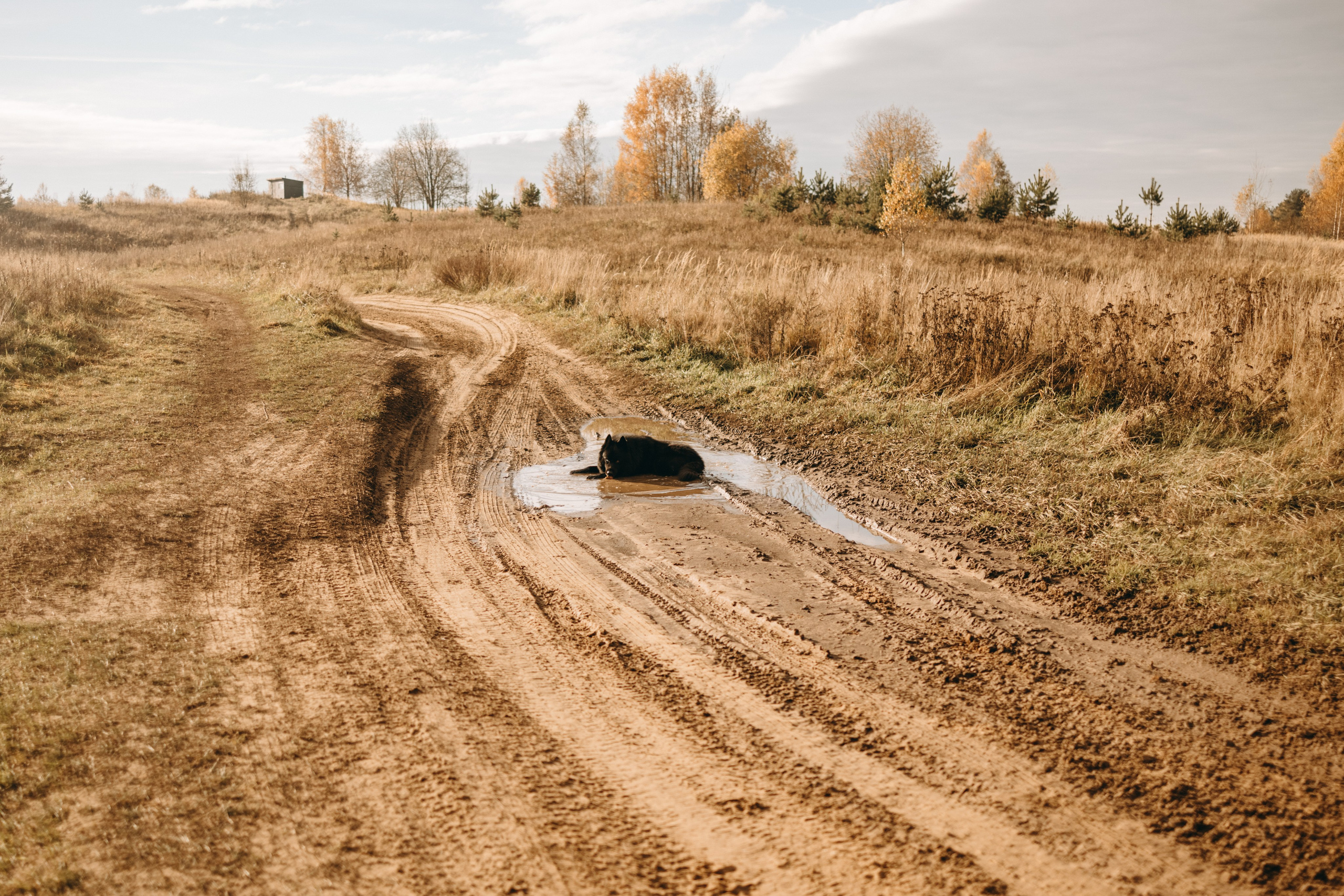 Лора и Джанго. Фотограф — Анималист | Санкт-Петербург