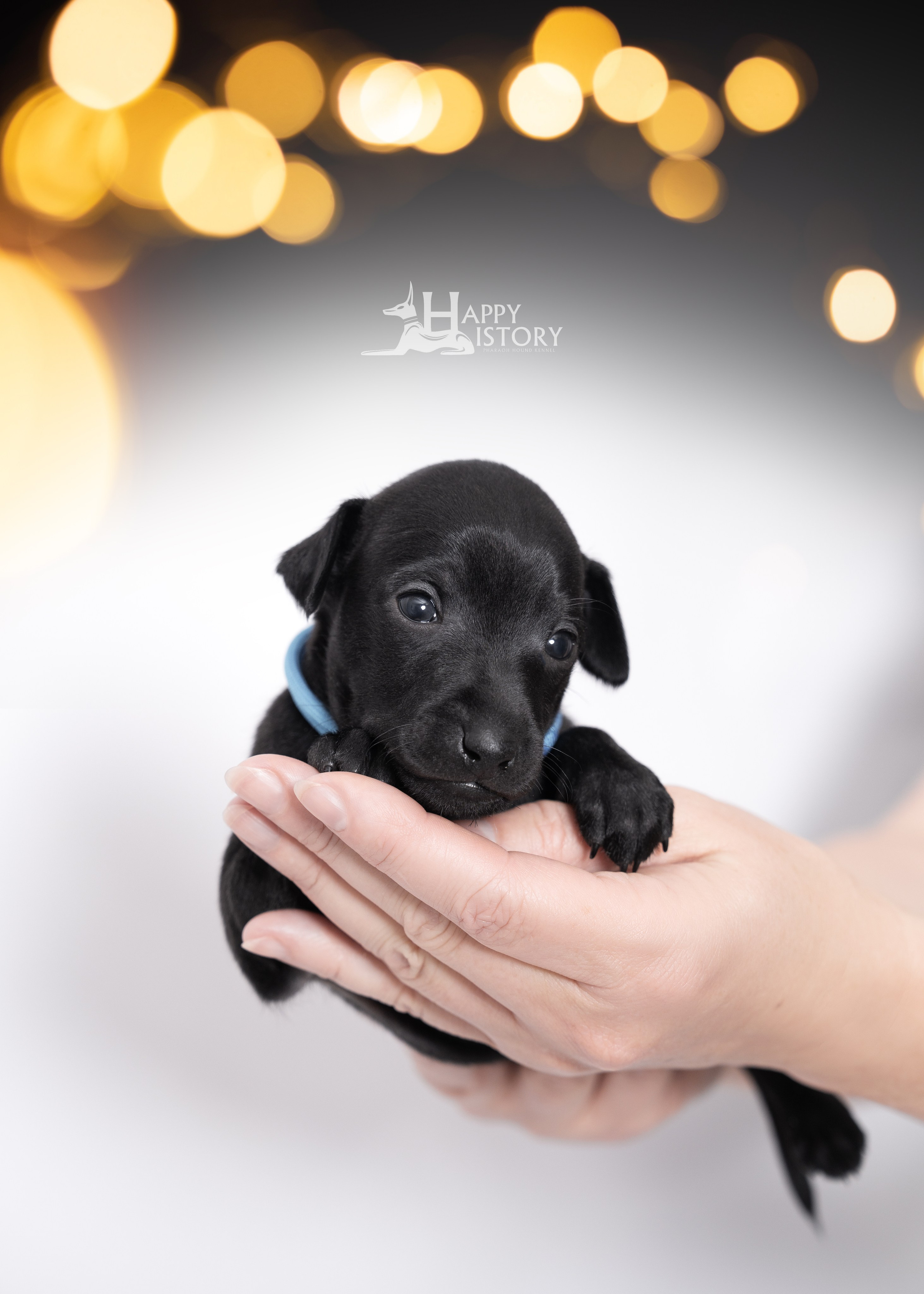 левретка щенок фотограф анималист краснодар 