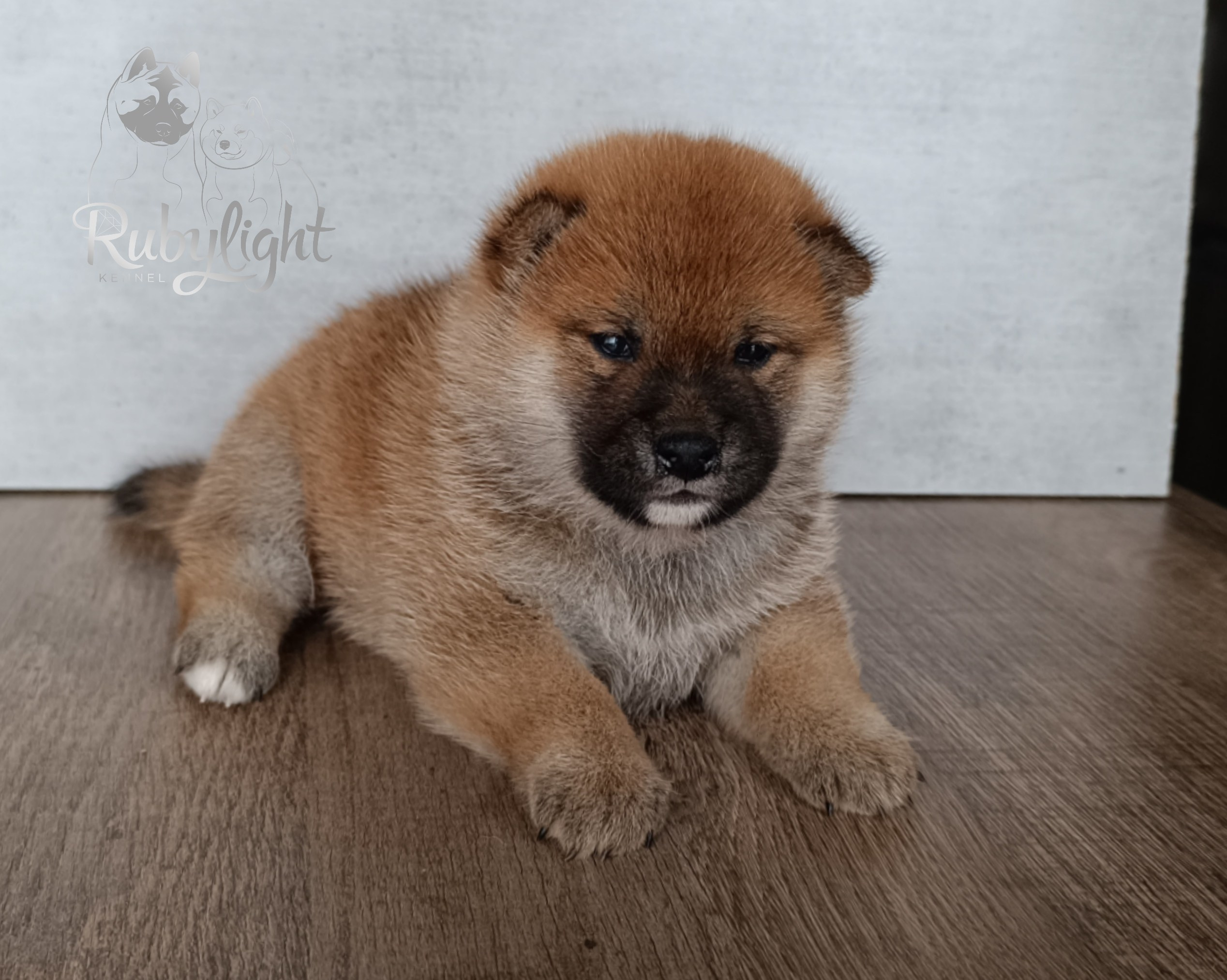 Сиба Rubylight Ellis питомник Рубилайт 