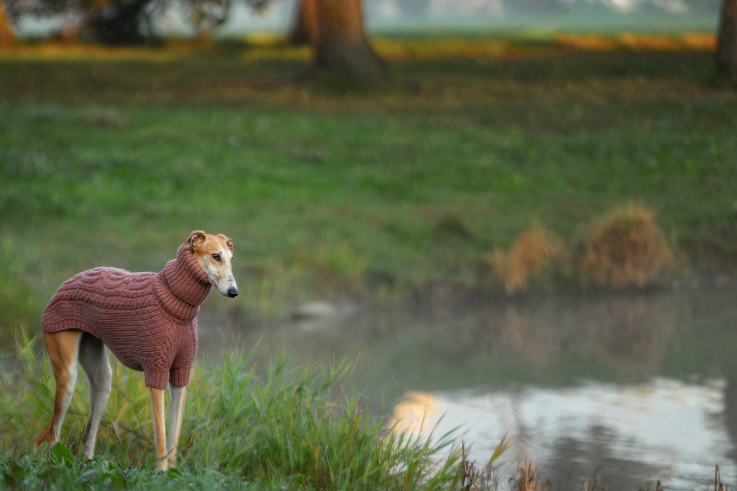 Осеннее утро с Мухой. Фотограф-анималист Юлия Зубкова