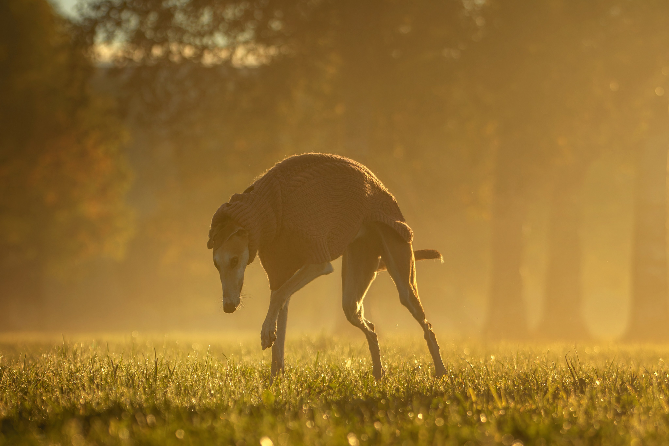 Осеннее утро с Мухой. Фотограф-анималист Юлия Зубкова