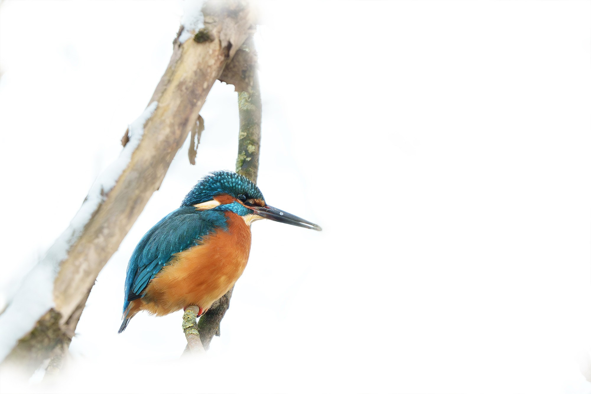 Удивительные мир птиц. Вокруг нас столько прекрасного — присмотритесь!. Ваш личный фотограф Марина Волкова