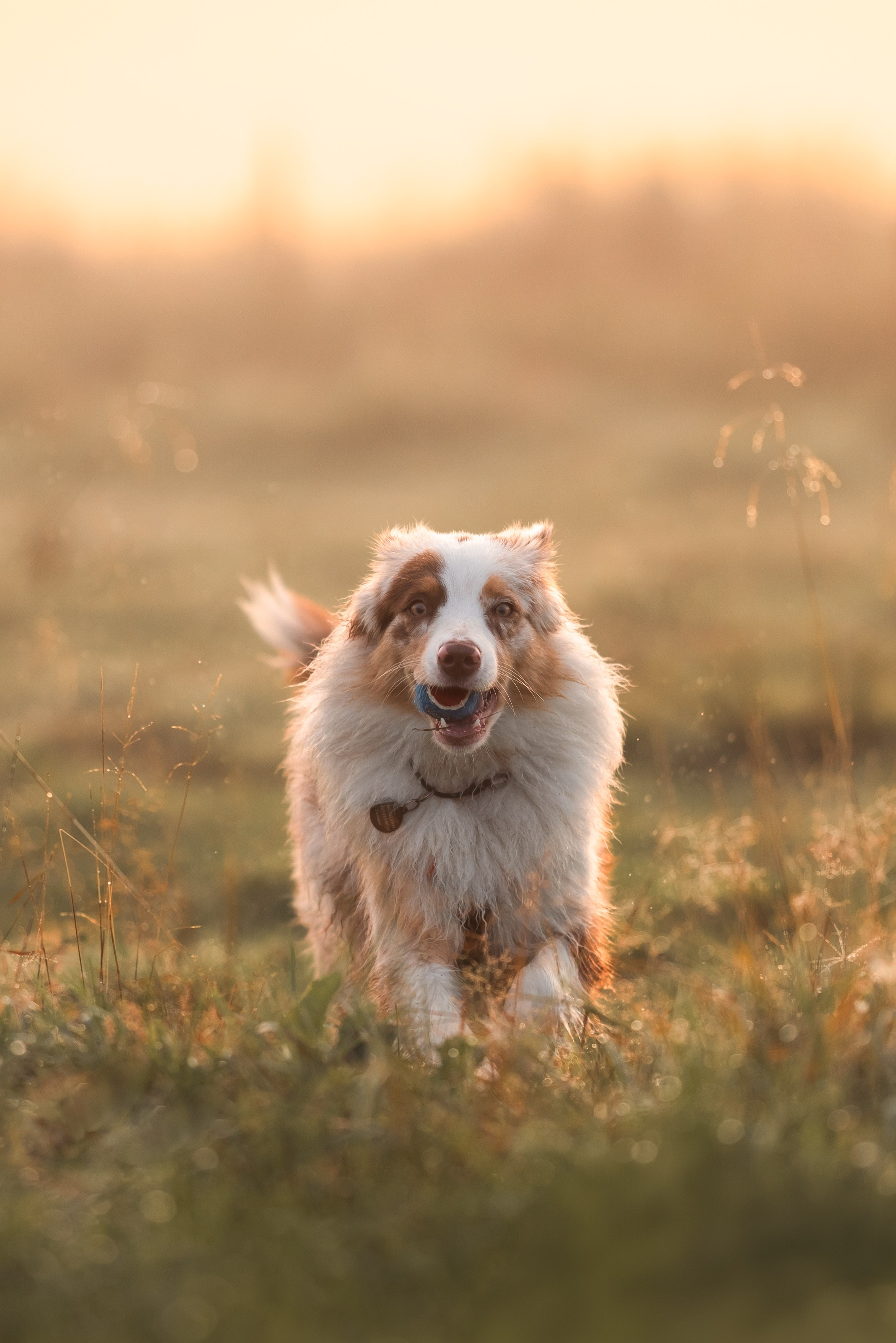 Яна и Панда. Фотограф анималист