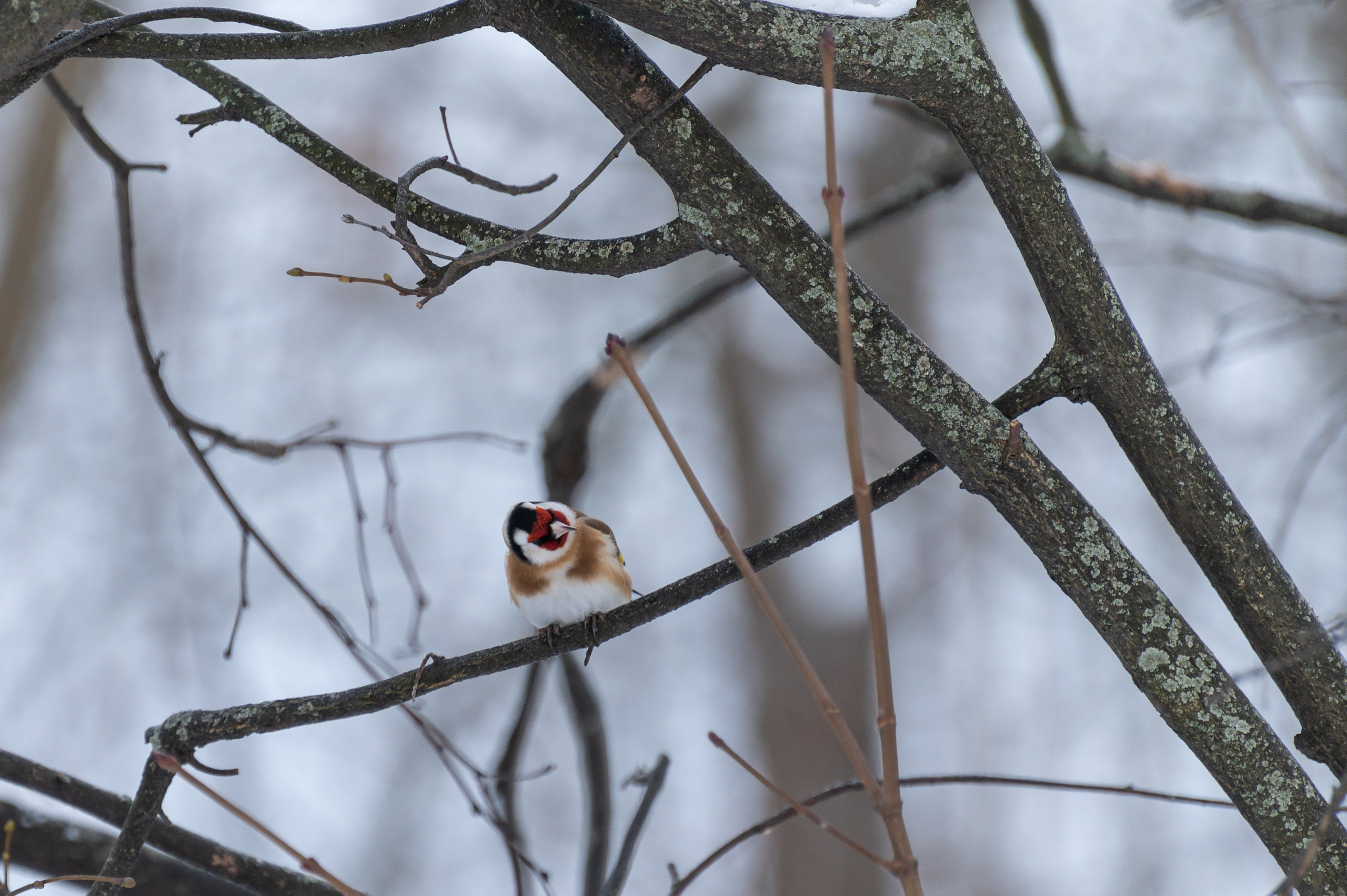 20240120 Воробьёвы горы. Дмитрий Ремизов. Фотография, как хобби