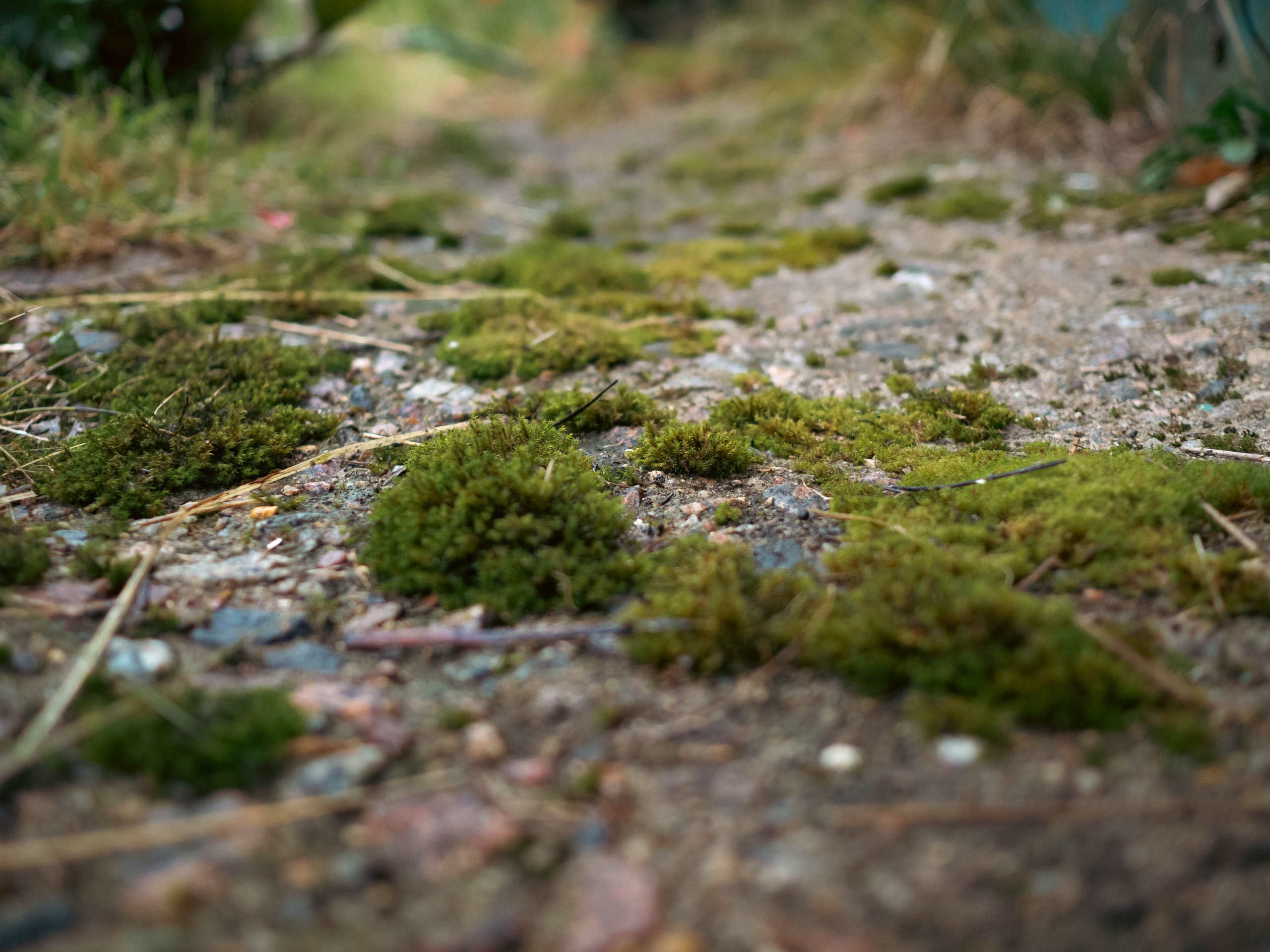 20230916 Дача. Дмитрий Ремизов. Фотография, как хобби