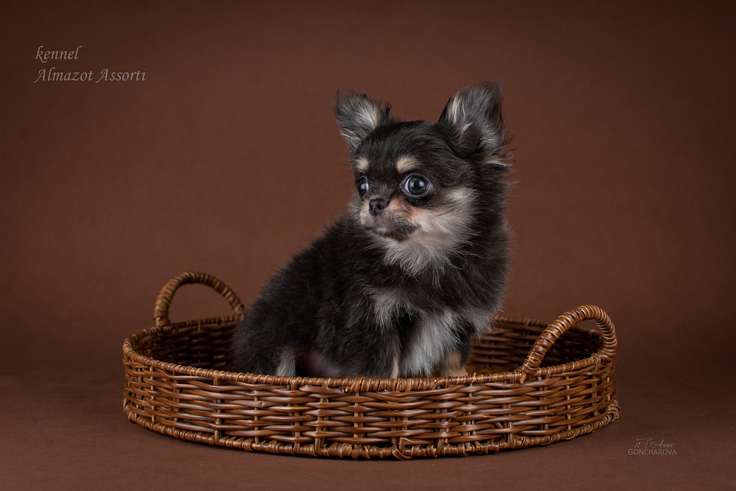 Съемка щенков. Фотограф анималист в Ростове I Гончарова Анна