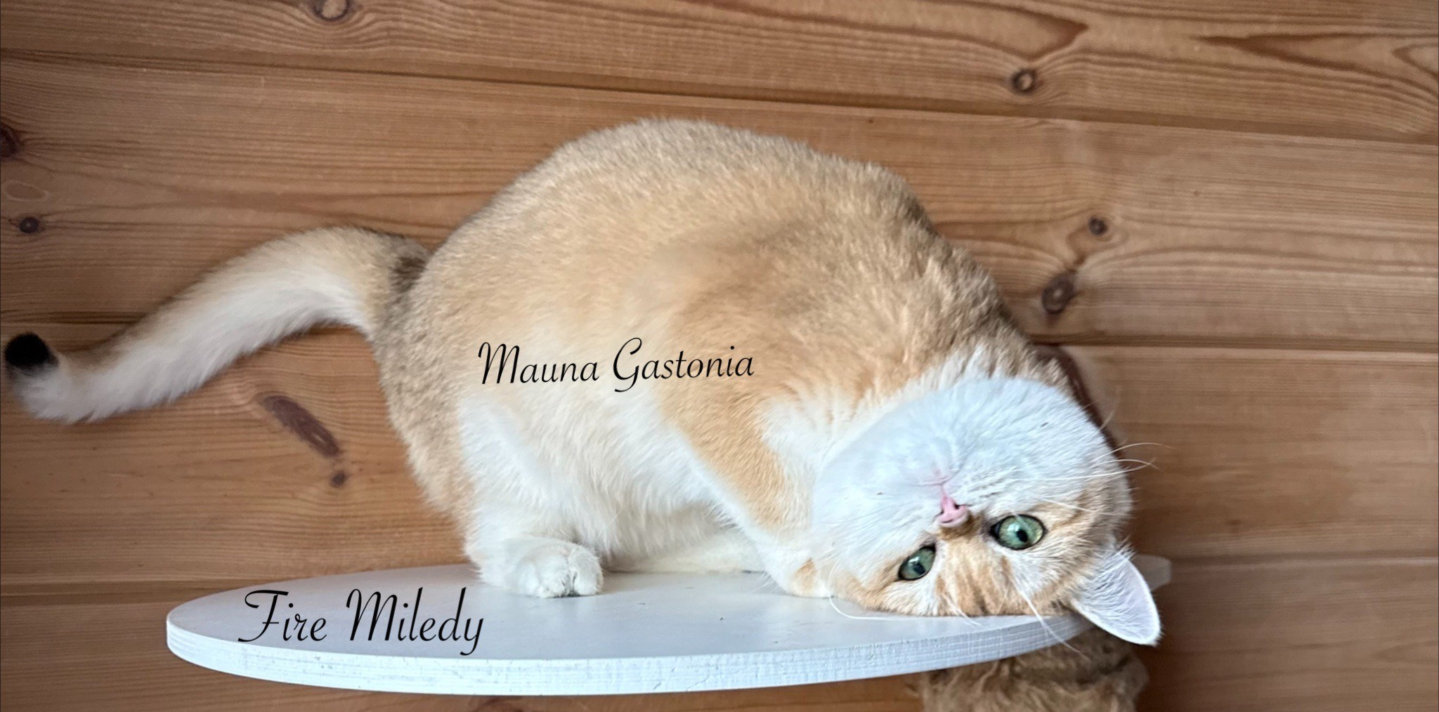 Fire Miledy. Mauna Gastonia