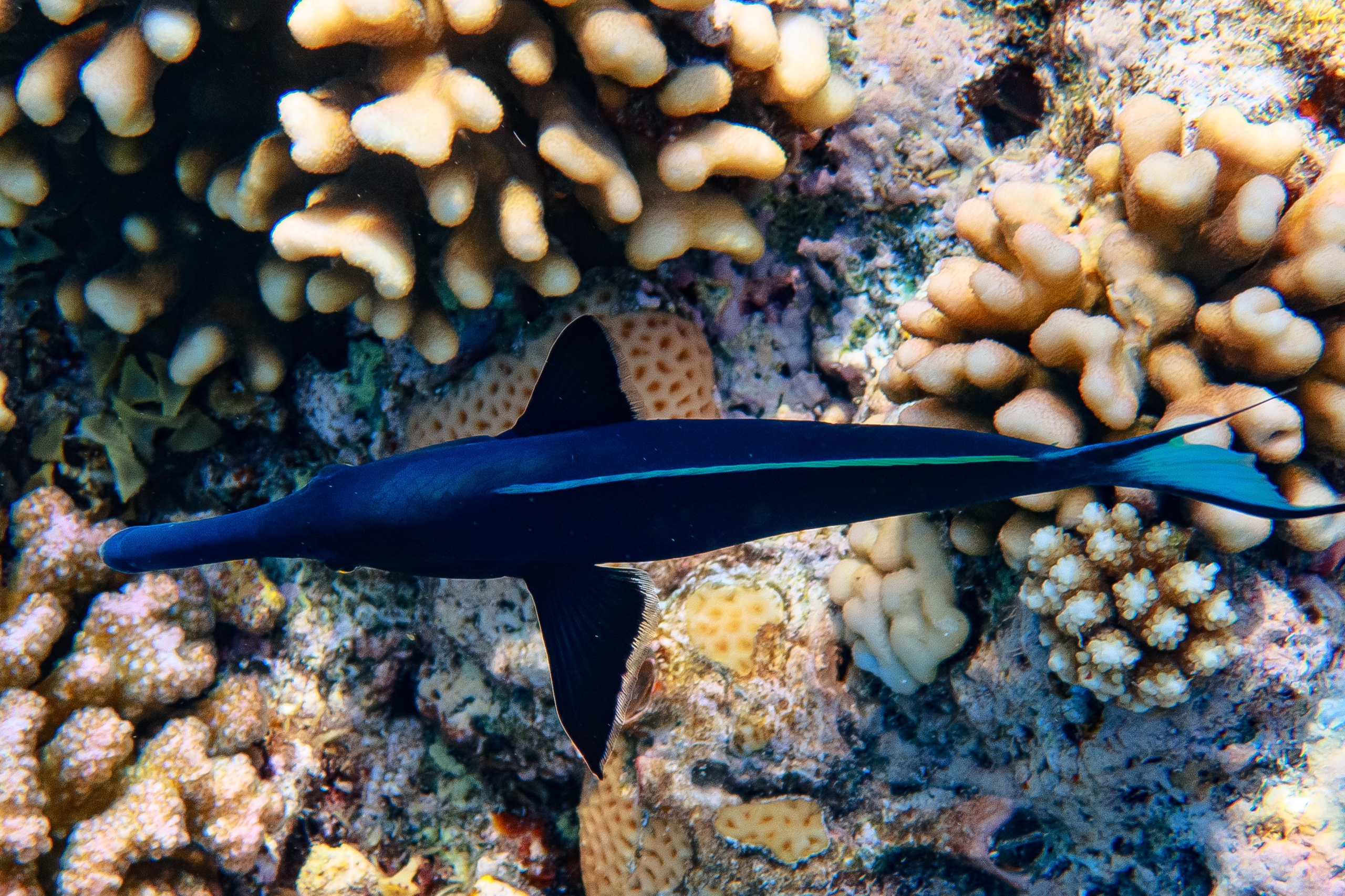 Fish. Фотограф Светлана Голицына