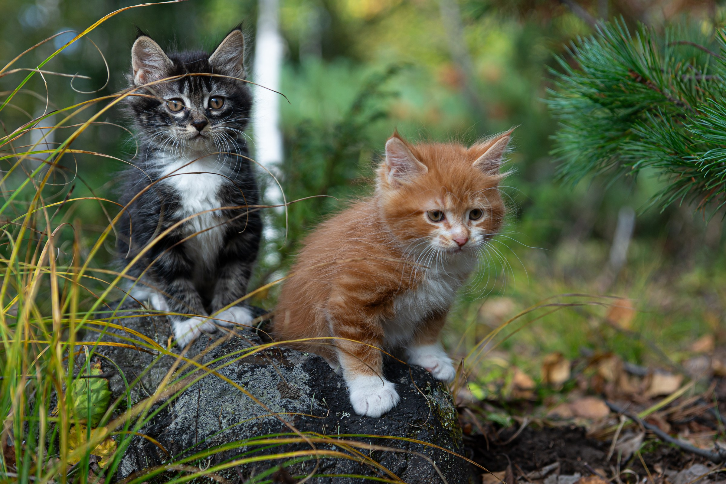 Курильский бобтейл. Фотограф на Камчатке Анна Моргачёва. Семейные и детские съёмки