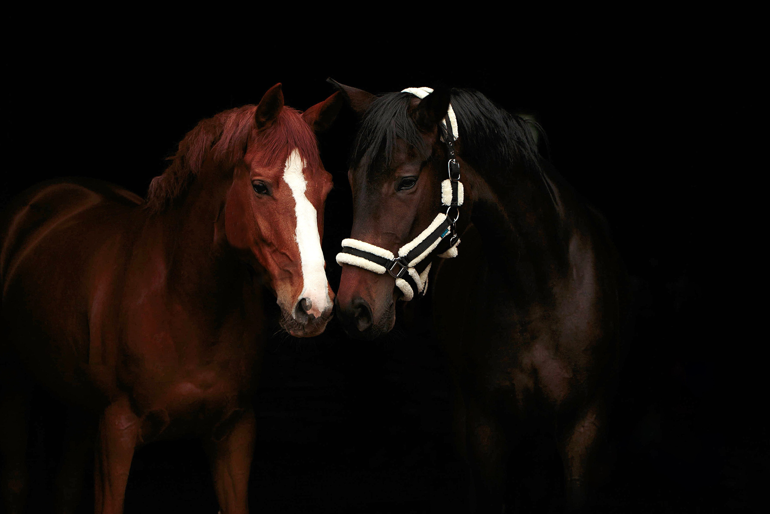 СЪЕМКА ЛОШАДЕЙ. Конный фотограф в Красноярске — Любовь Похабова