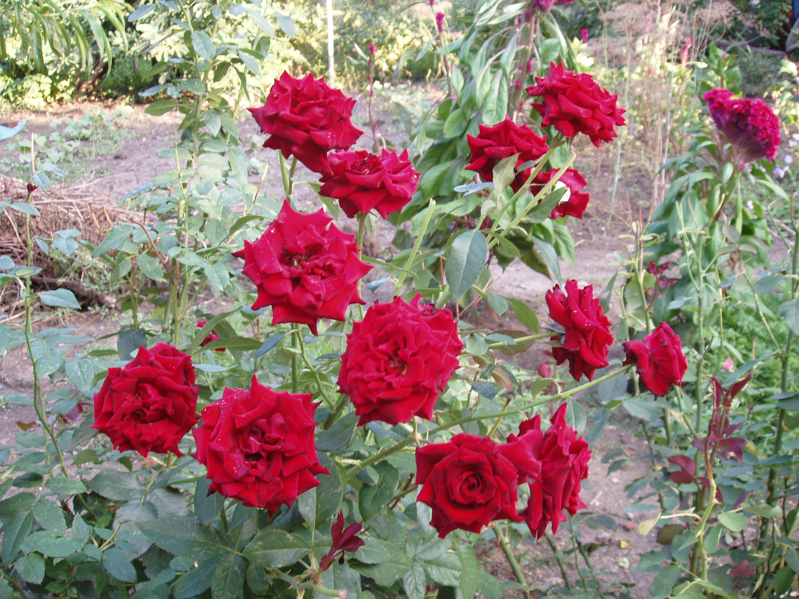 Отпуск 12.06-18.08. Семейный, Свадебный фотограф СПБ Питер— Романова Екатерина