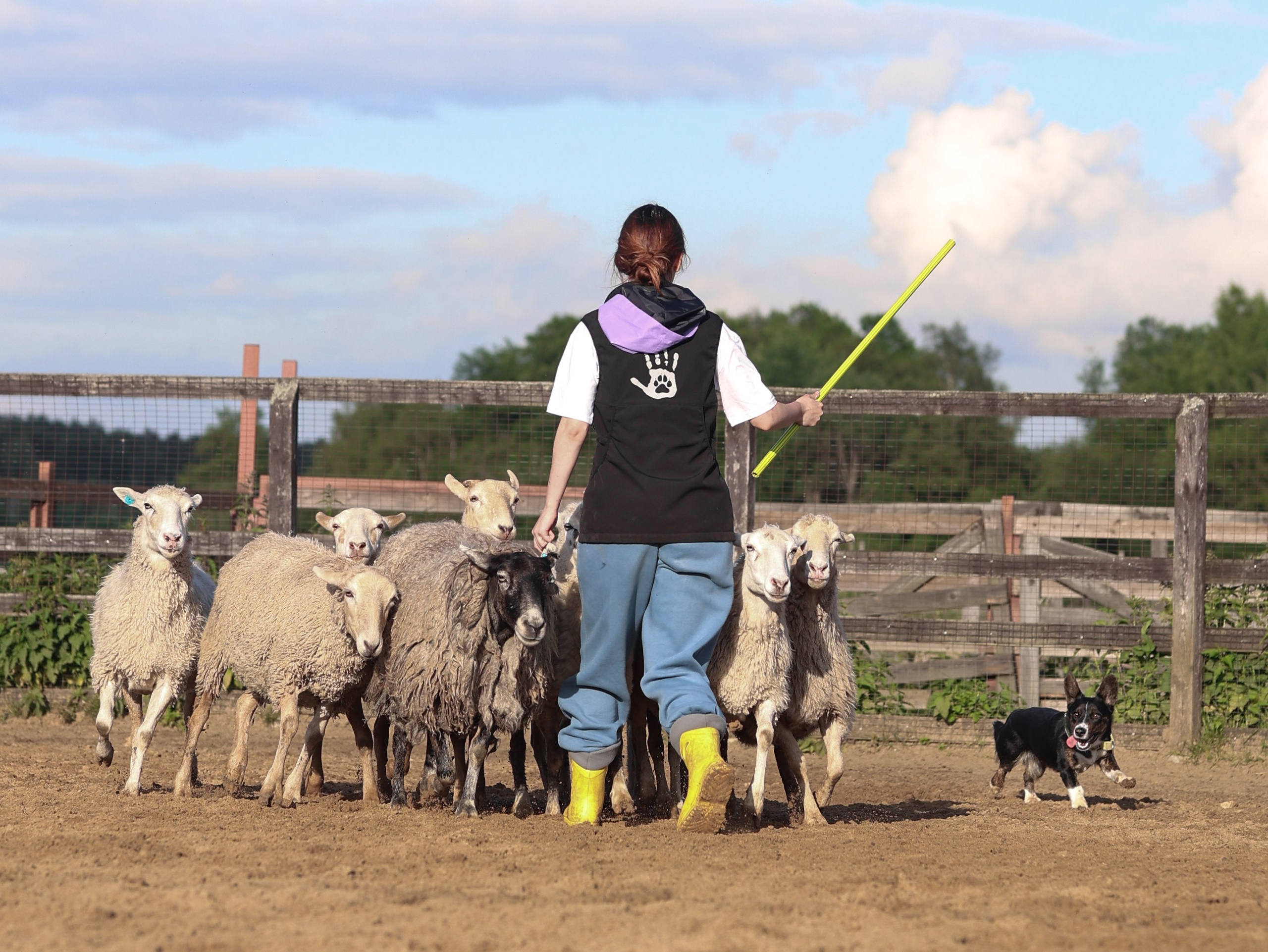 Пастьба. Фотограф-анималист в Москве Кириллова Татьяна