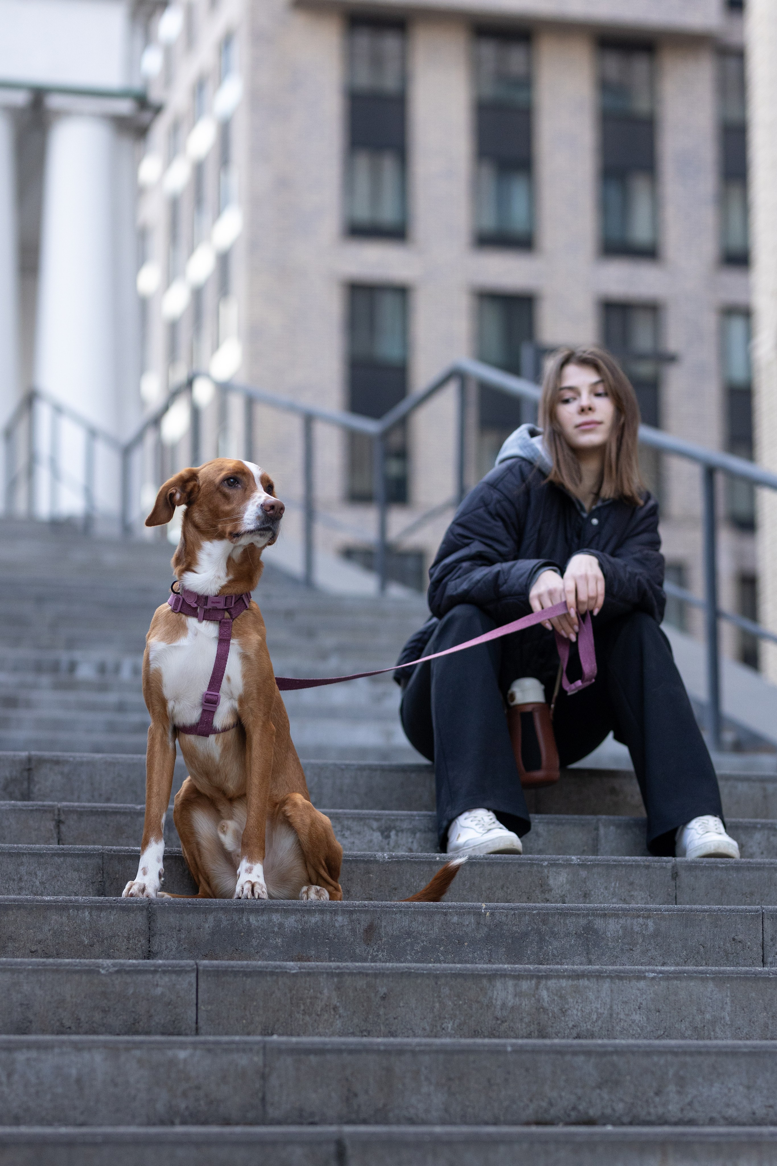Съемка для бренда ZeeDog. Фотограф-анималист в Москве Кириллова Татьяна
