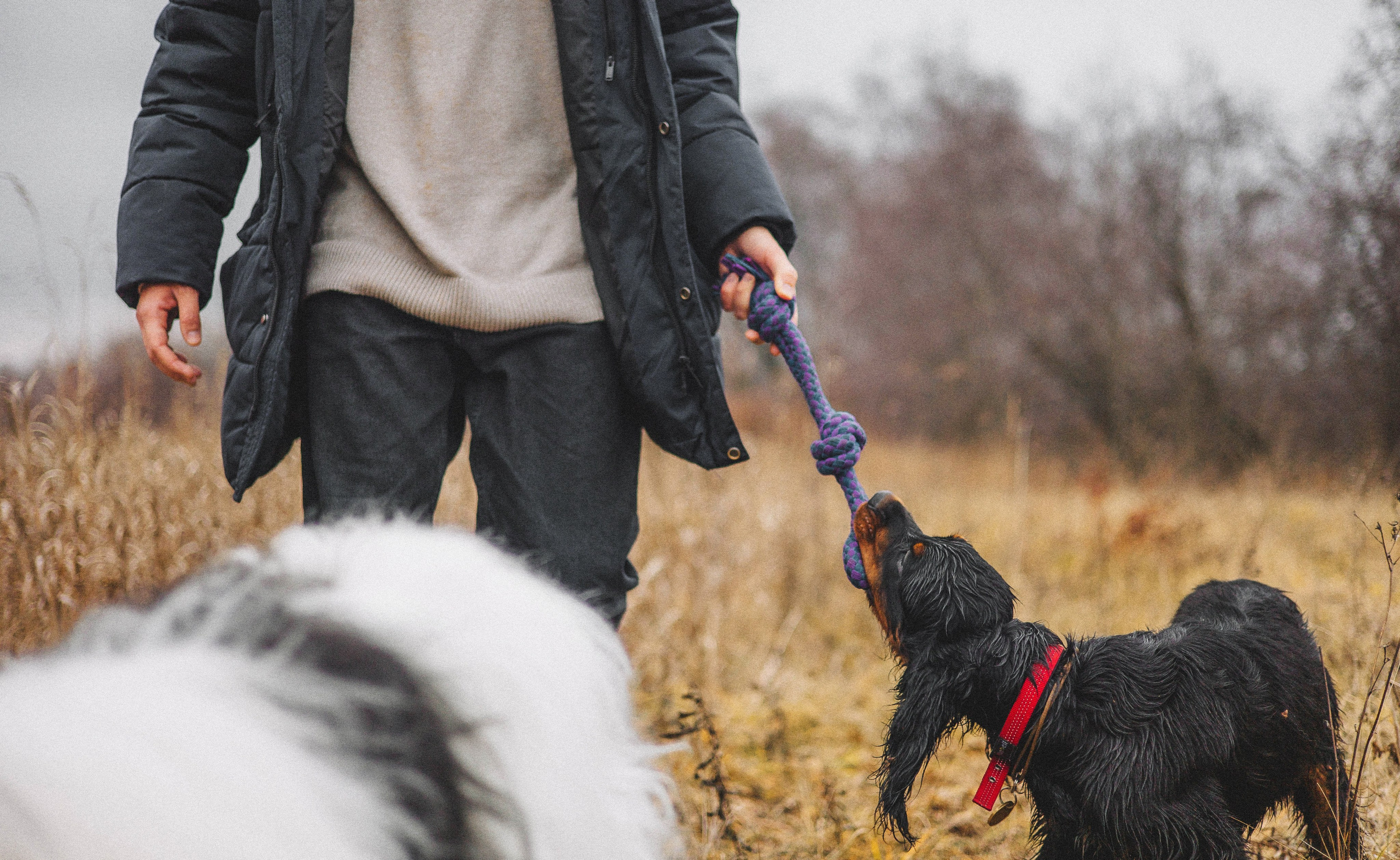 Даша, Глеб, Барс и Бруно. Фотограф-анималист Богданова Полина