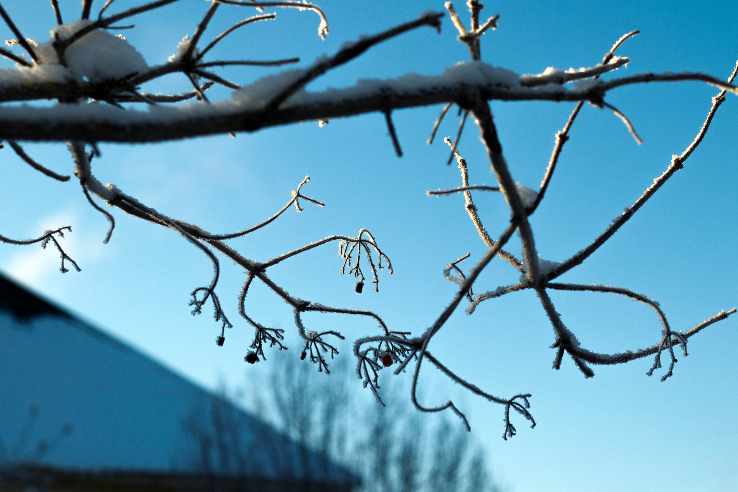 一月的花园 – 冬季静谧与脆弱自然摄影